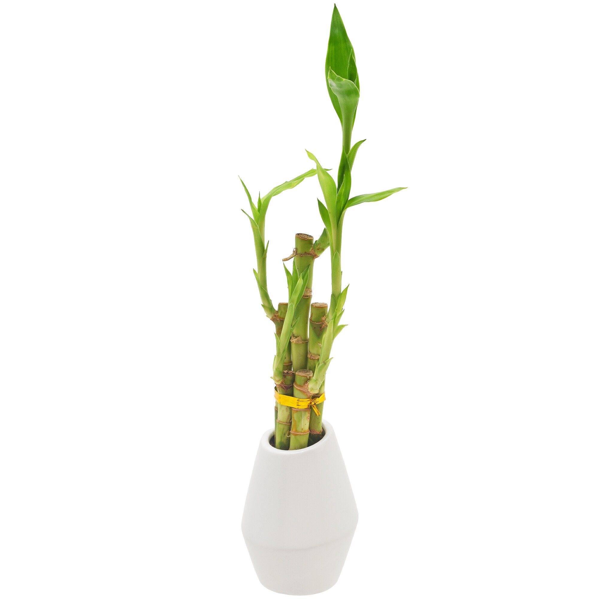Small Green Lucky Bamboo in White Ceramic Planter