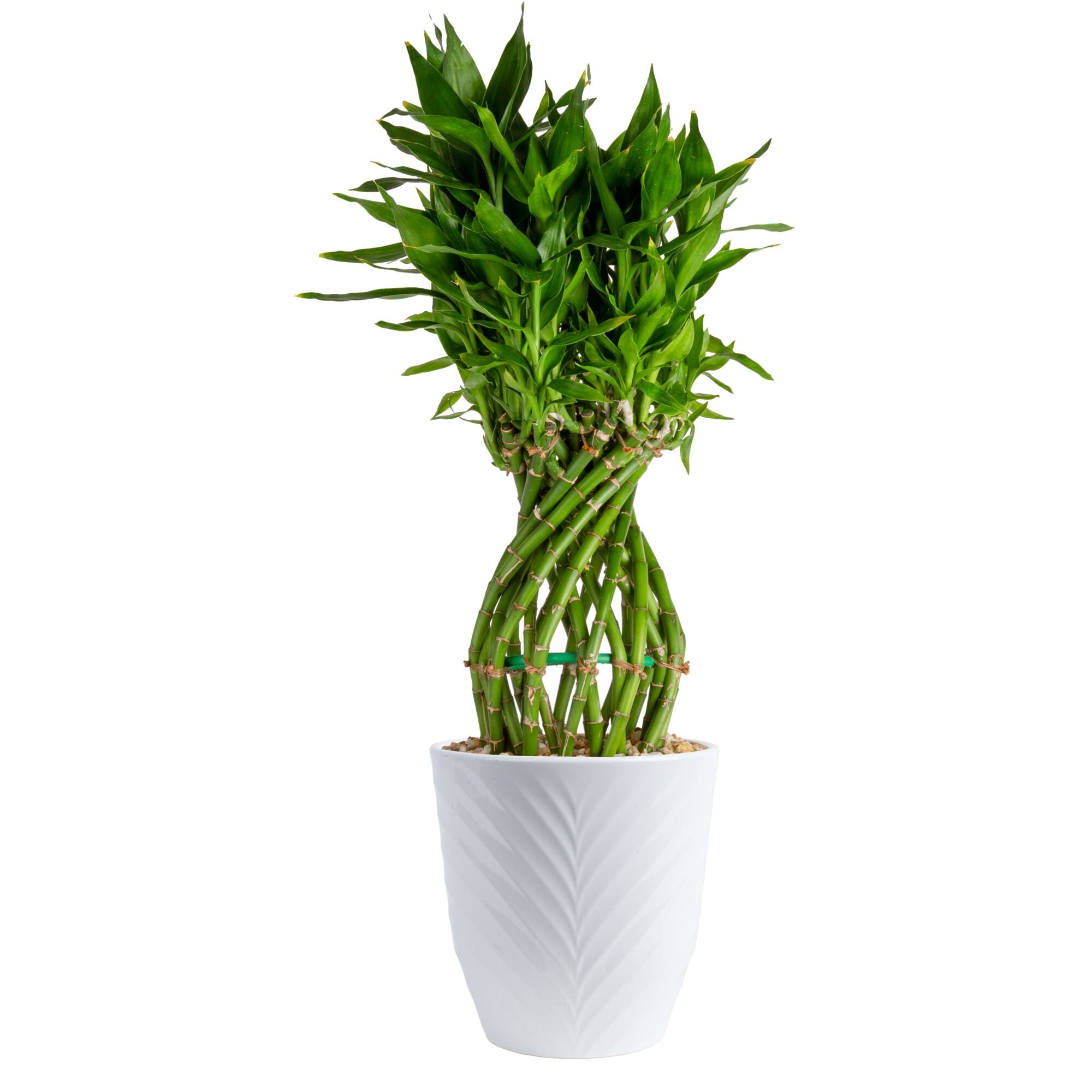 Specialty Lucky Bamboo House Plants at Lowes.com