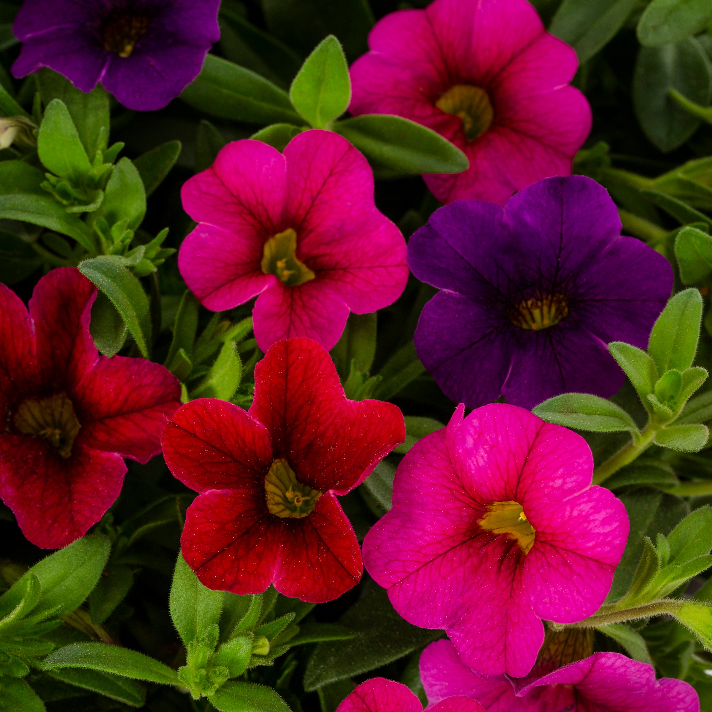 Metrolina Greenhouses 4853 annuals - View #2