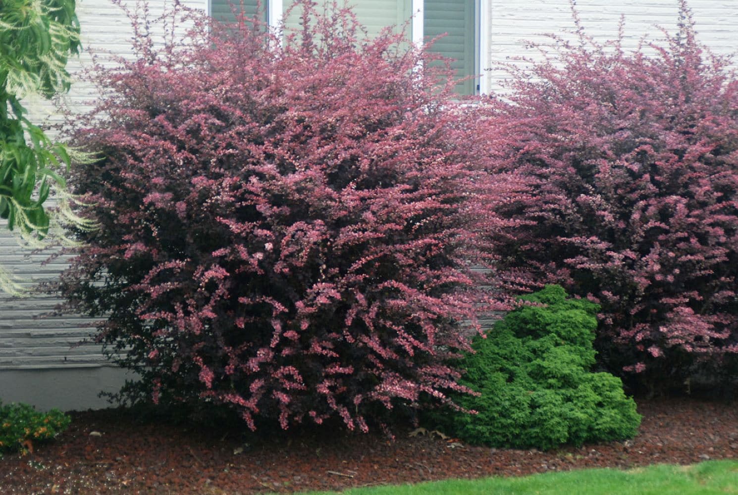  O092003 shrubs - View #2