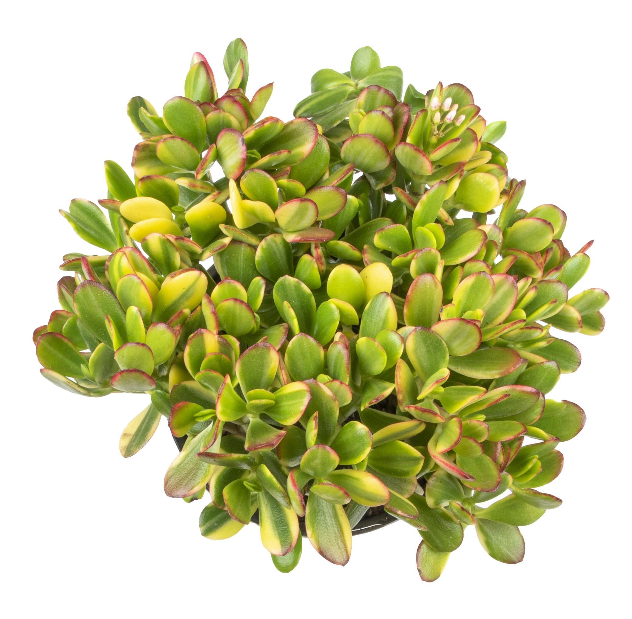 Altman Plants 0880124 Cacti-Succulents - View #2