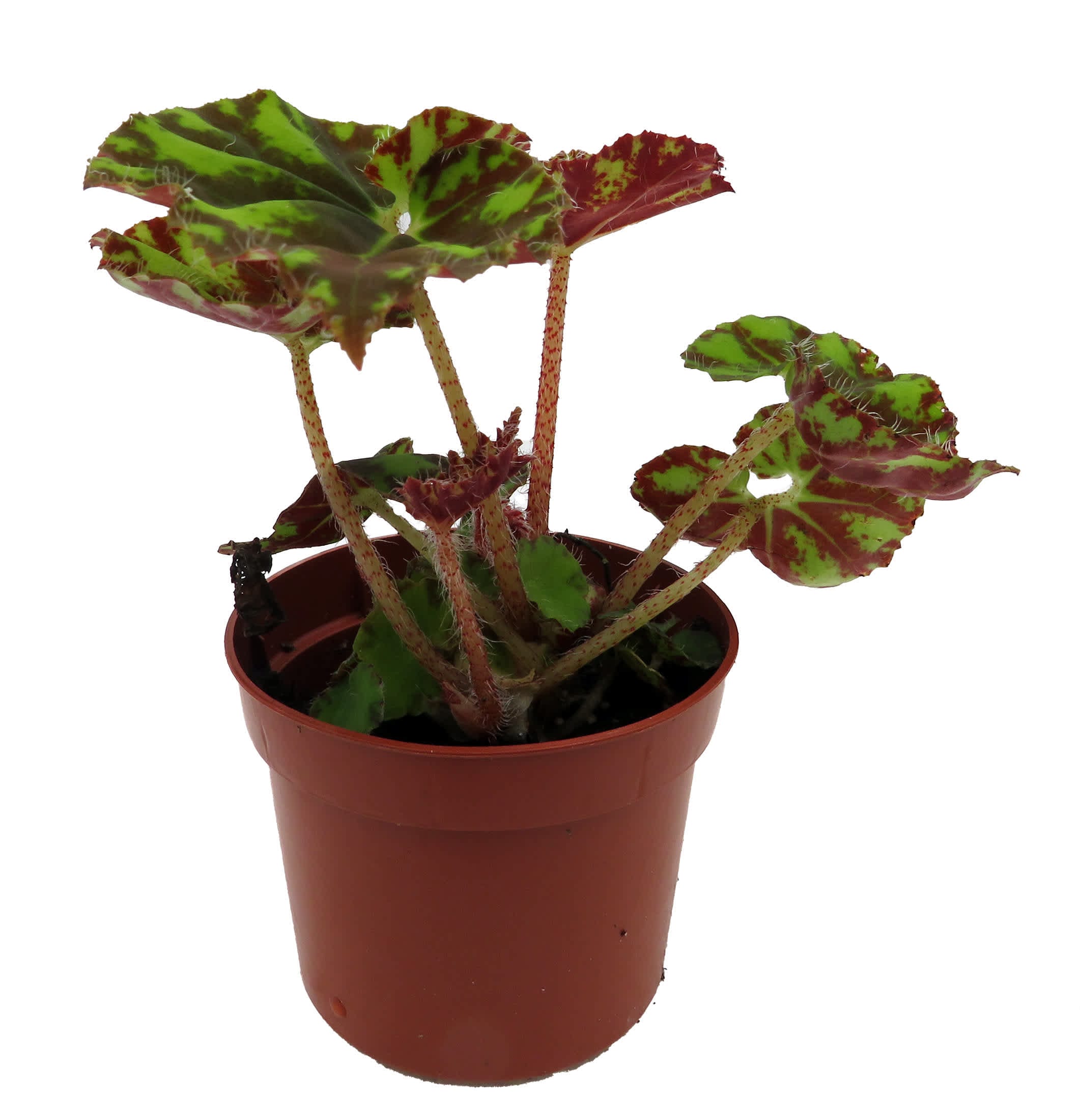 Hirt's Gardens GARYBEGNEON25 Neon Splash Begonia Plant - 2.5 inch Pot