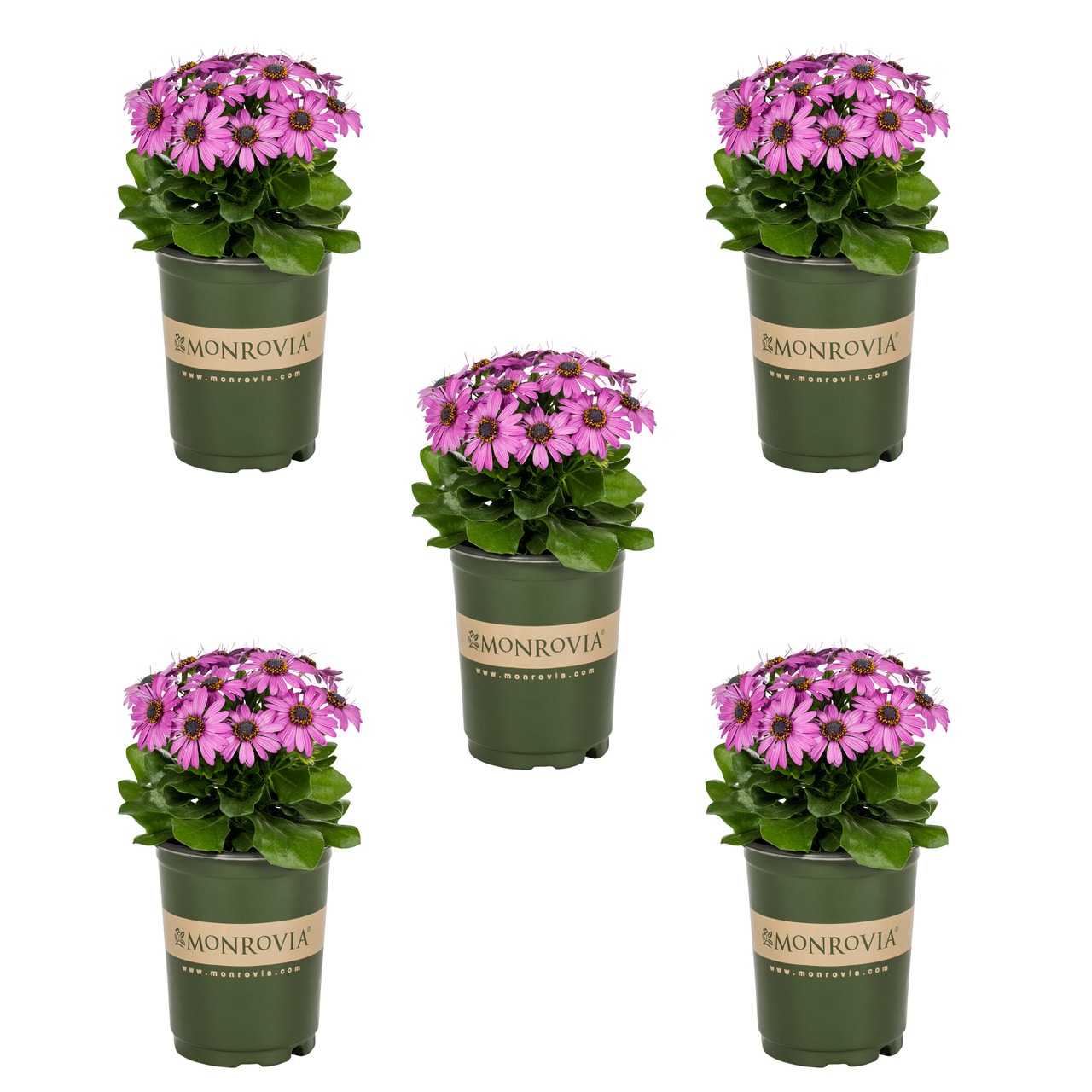 African Daisy Pink Plants, Bulbs & Seeds at Lowes.com