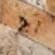 Scabos Travertine
