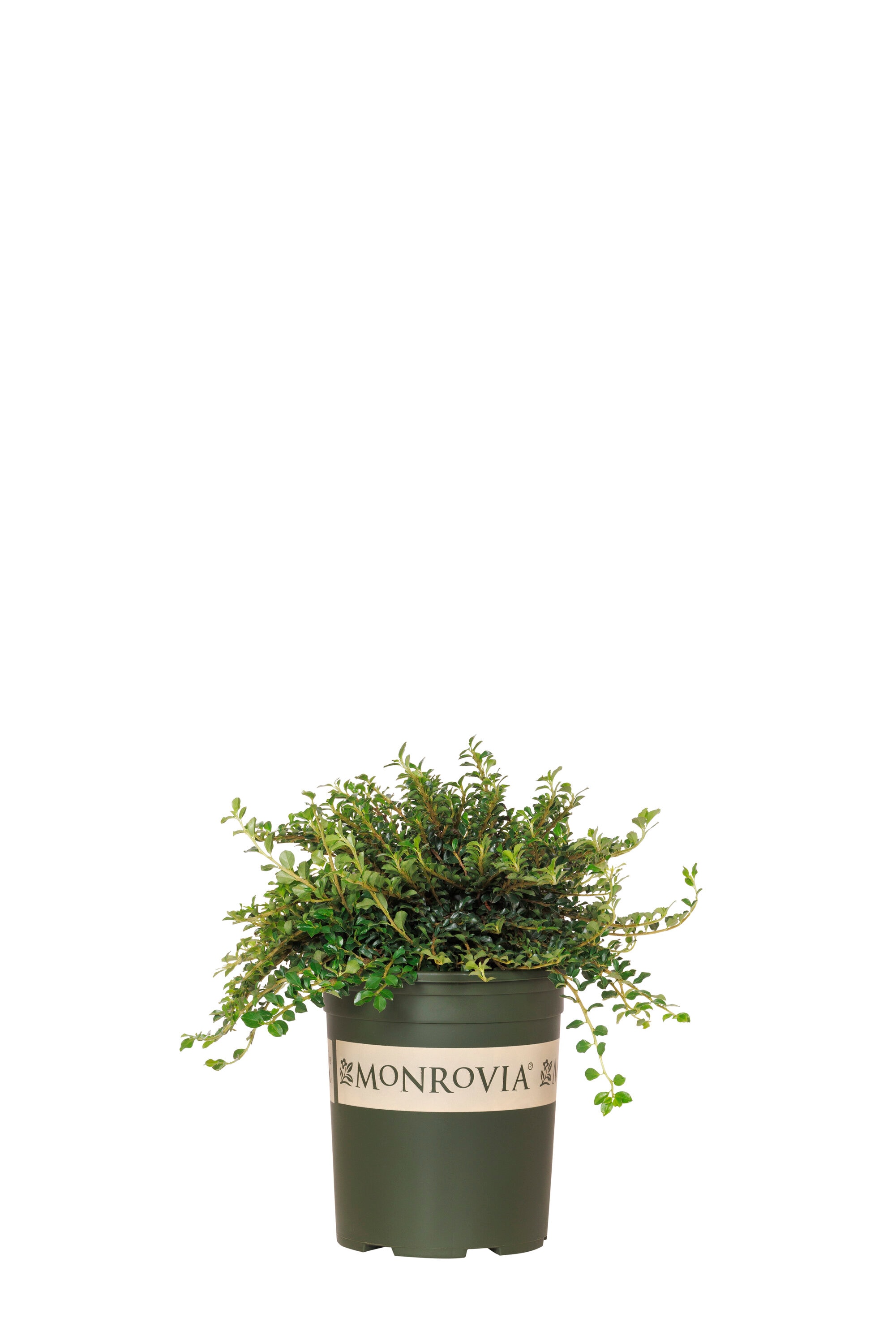 Monrovia White Streibs Findling Cotoneaster Flowering Shrub in 2.6 ...