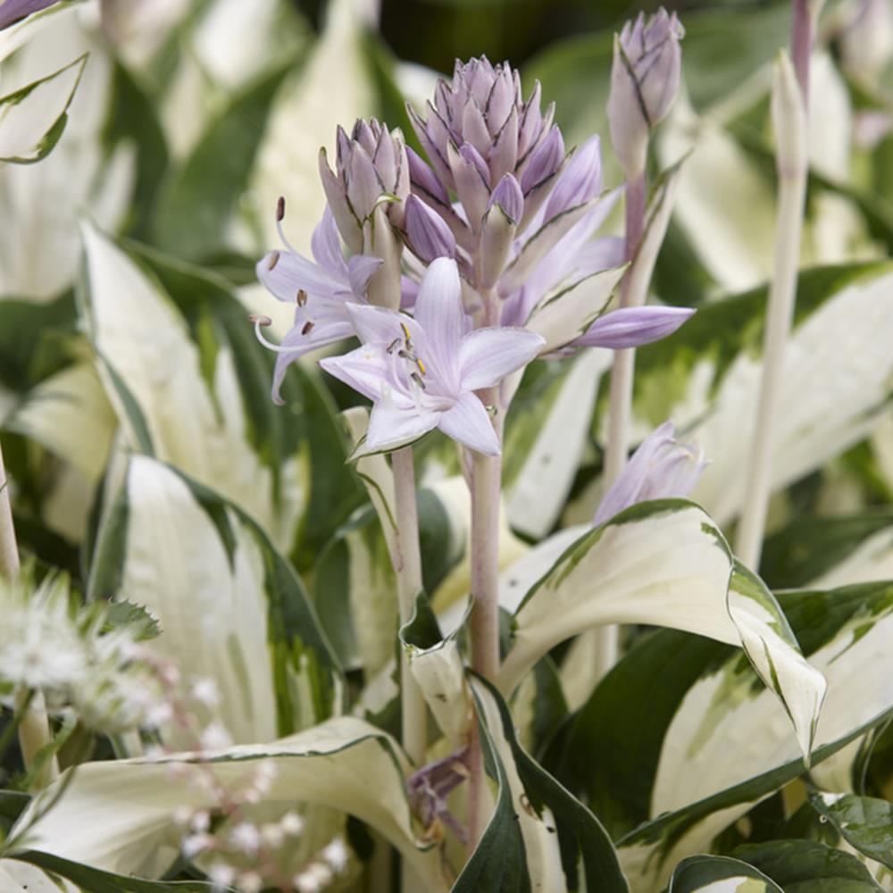 Van Zyverden 3 Count Hosta Bulbs In The Plant Bulbs Department At Lowes Com