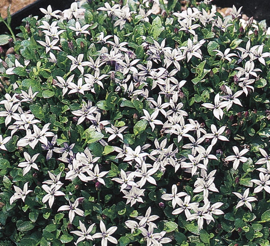 Lowe's NURSERY 1-Flat Blue Star Creeper in Tray (L16660)