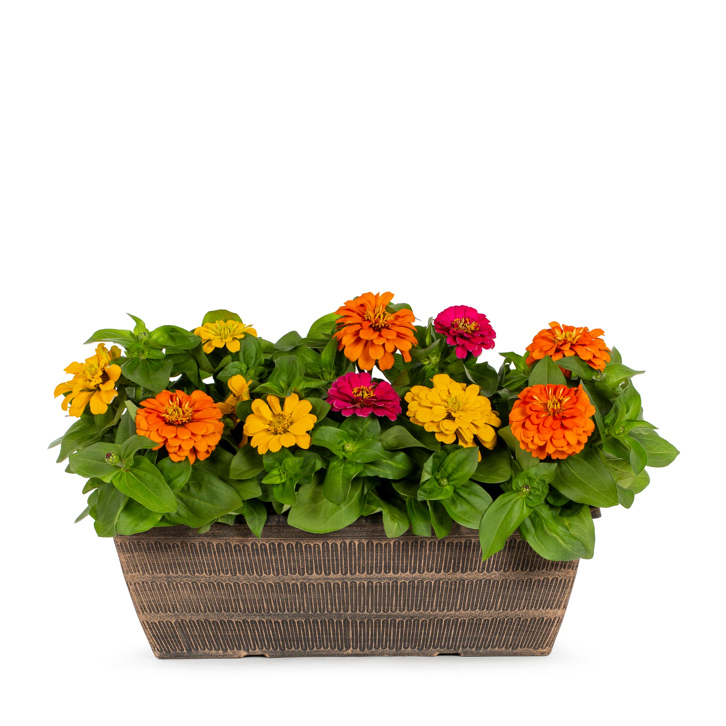 Lowe's Multicolor Zinnia in 2.5-Gallon Planter in the Annuals ...