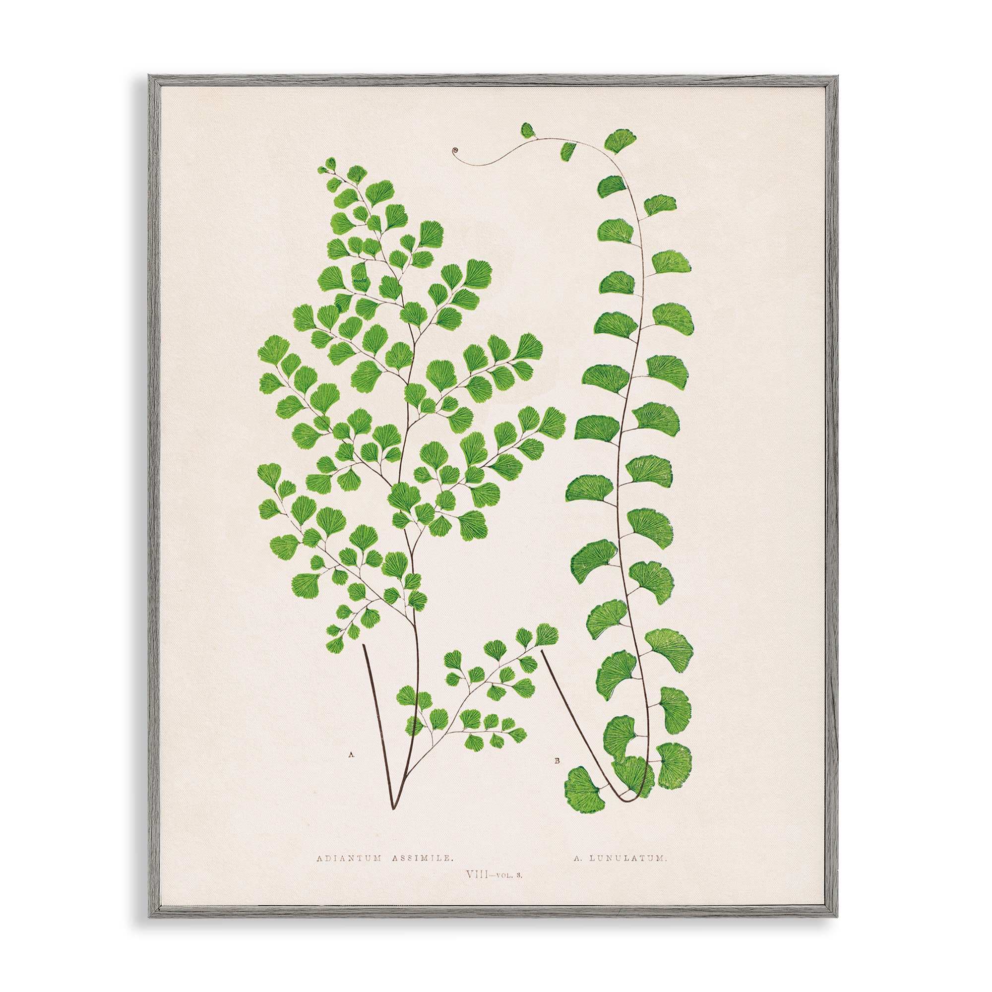 Stupell Industries BT-465-GFF-24X30 Vivid Green Ferns Study Gray Framed Giclee Art By Phillipa Katz 24 x 30
