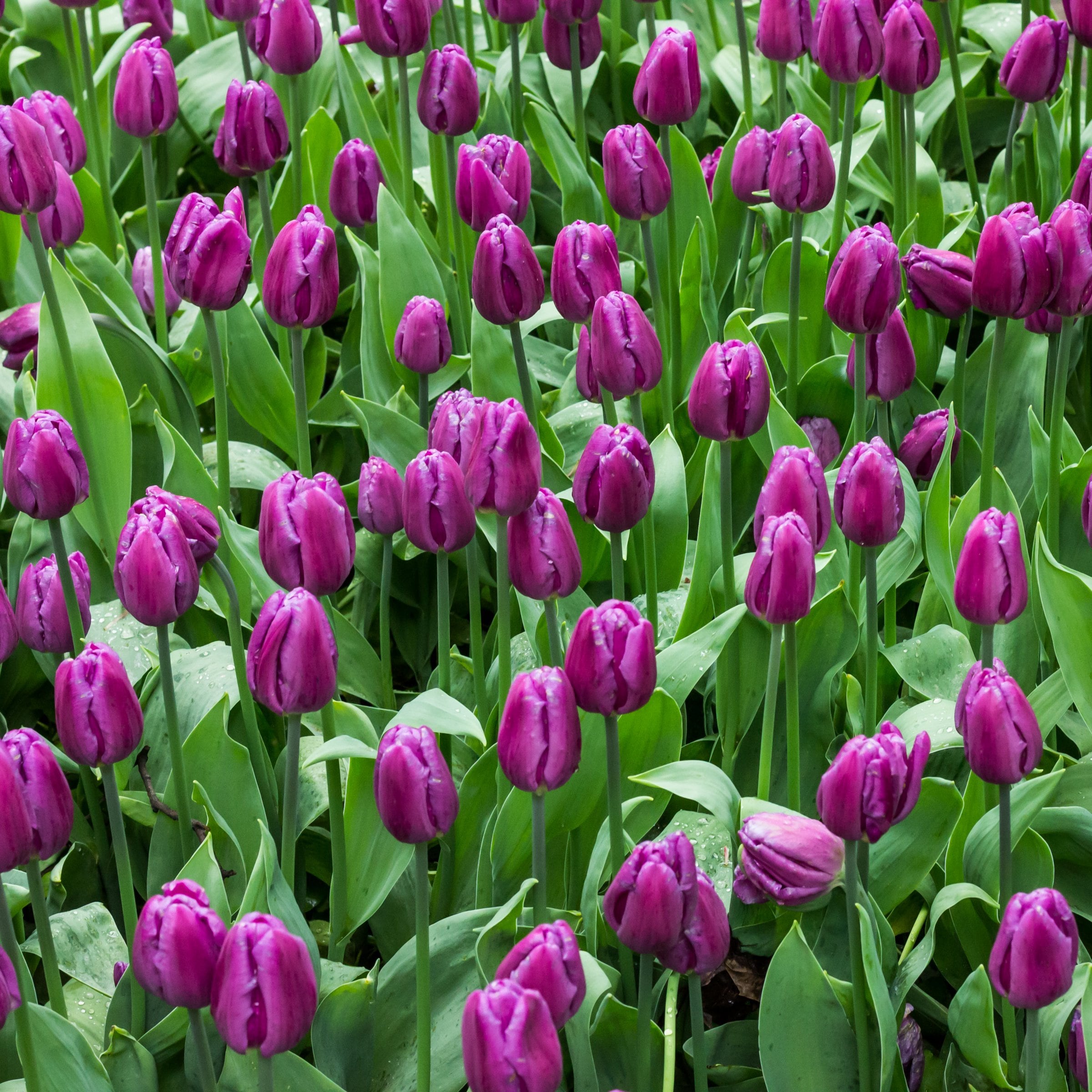 National Plant Network LW3152 Plant-Bulbs - View #6