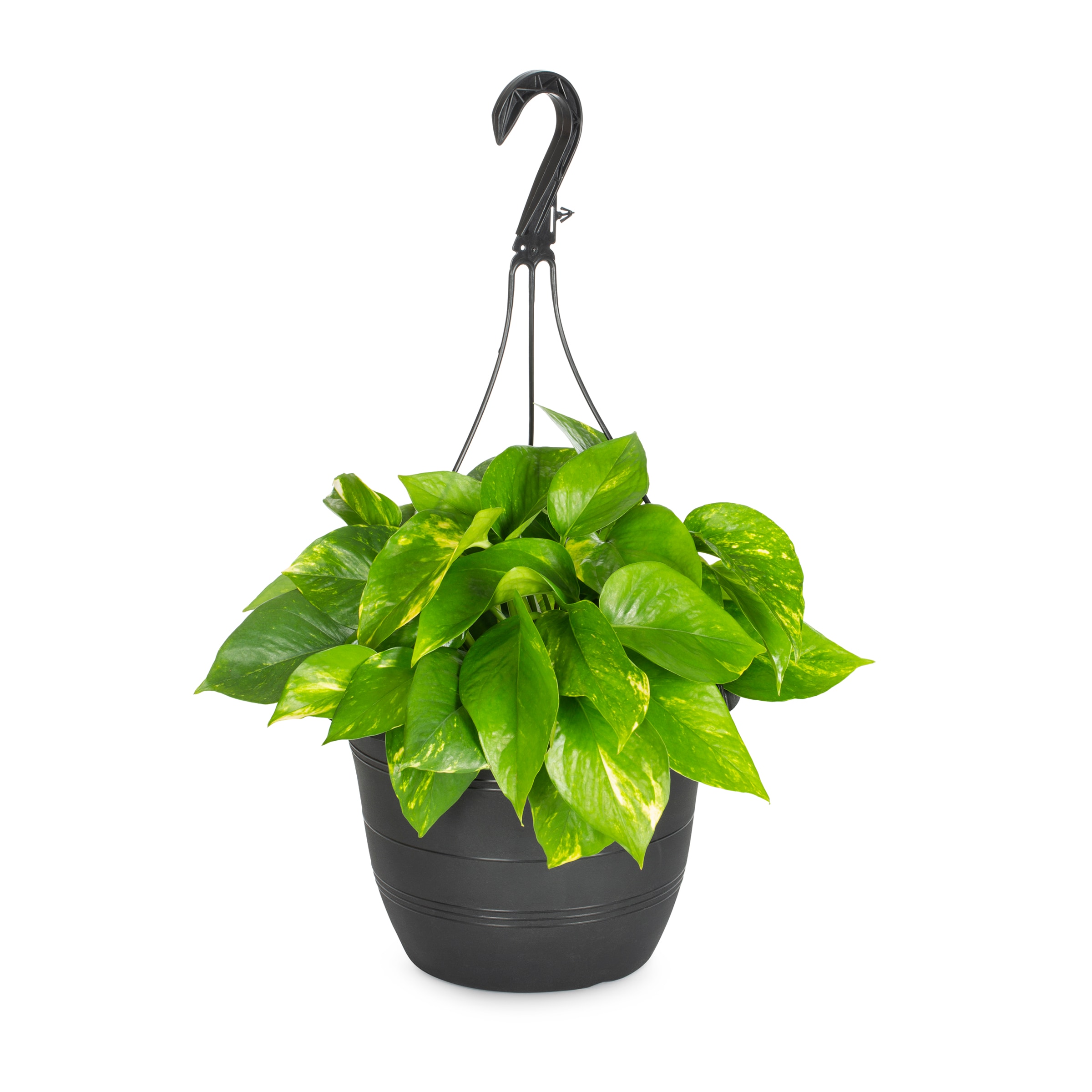 Lowe's NURSERY Bridal Veil in 1.5 Gallon(s) Hanging basket 1 -Pack