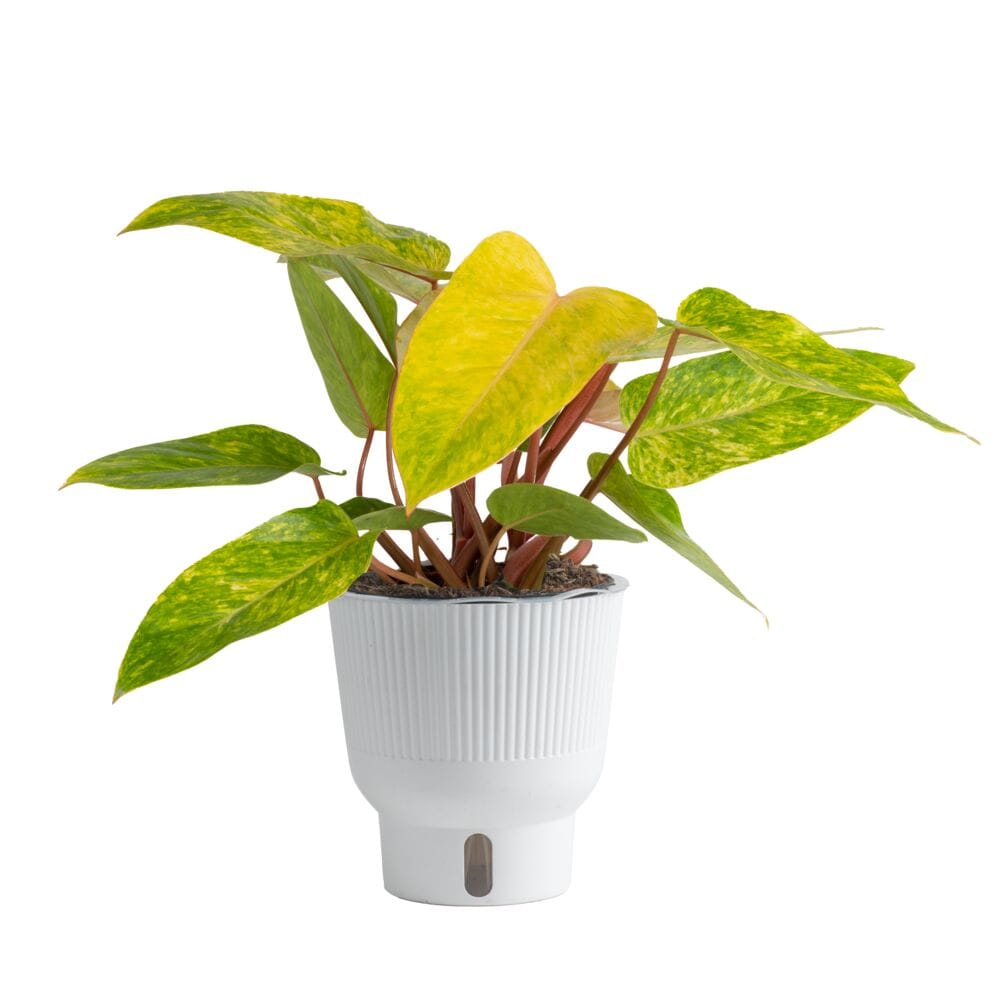 Costa Farms M-PLY-S-MWG-01-LW Trending Tropicals Painted Lady Philodendron House plant in 6 Inch(es) Self-watering pot 1 -Pack