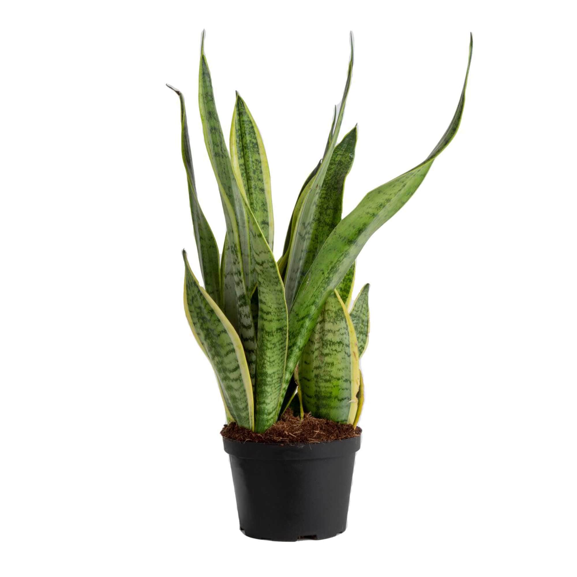 Costa Farms M-SLV-G-POT-01-LW Grower's Choice Sansevieria Snake Plant House plant in 6 Inch(es) Pot 1.0 -Pack