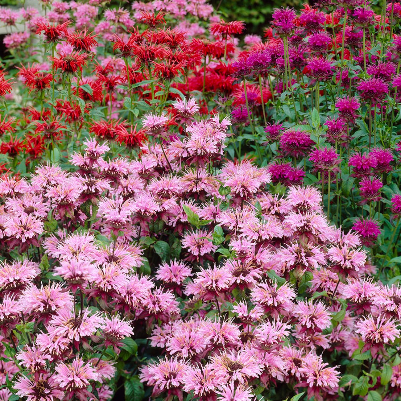 Van Zyverden 84155 Multicolor Perennial Plant Of the Year 2021 Monarda Mixture Bulbs 15 Count