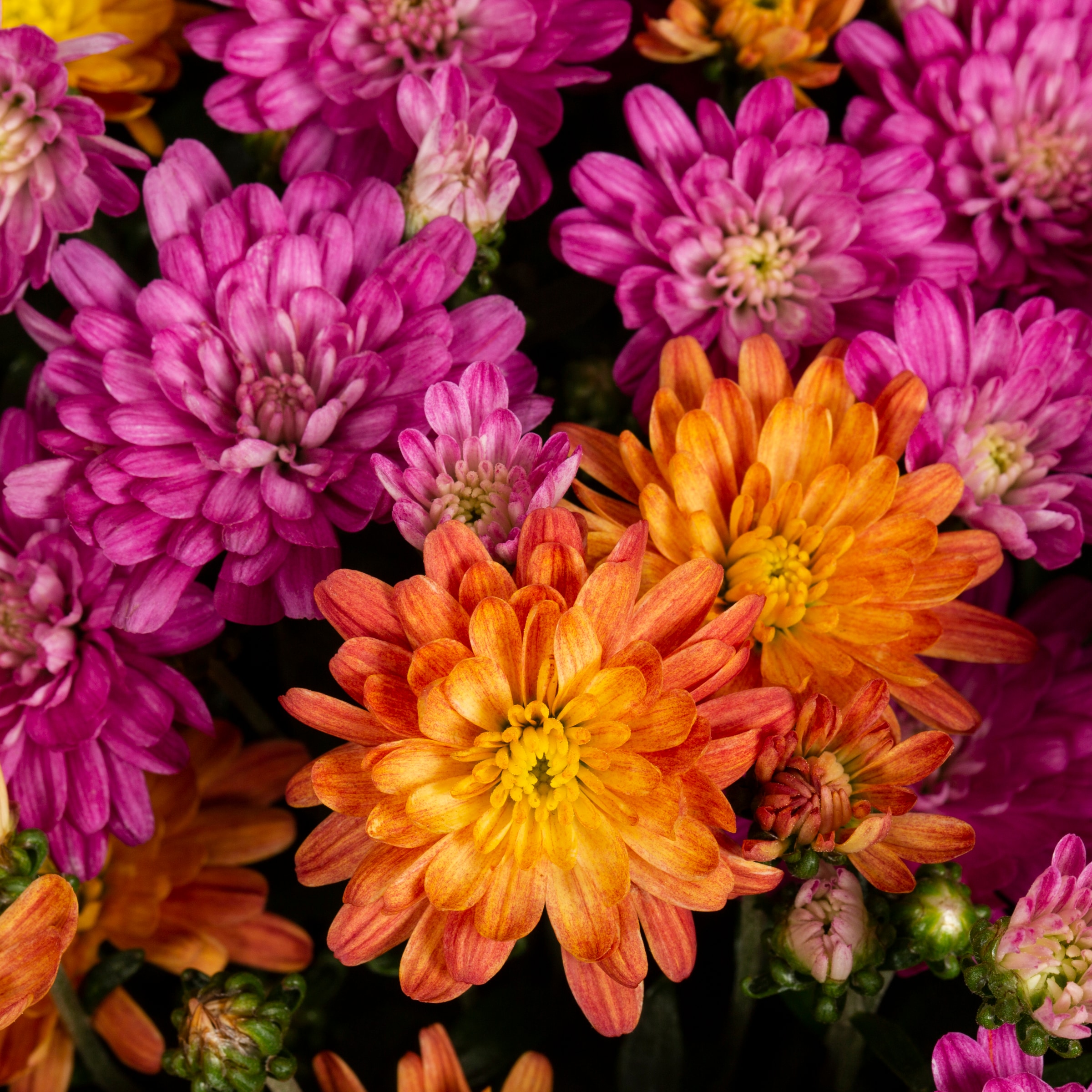 Lowe's 3733959 annuals - View #2