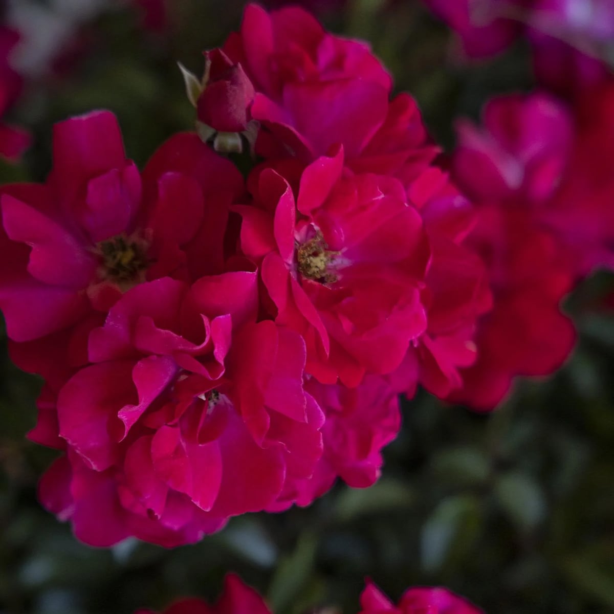 Monrovia KT11242230000200000 roses - View #3