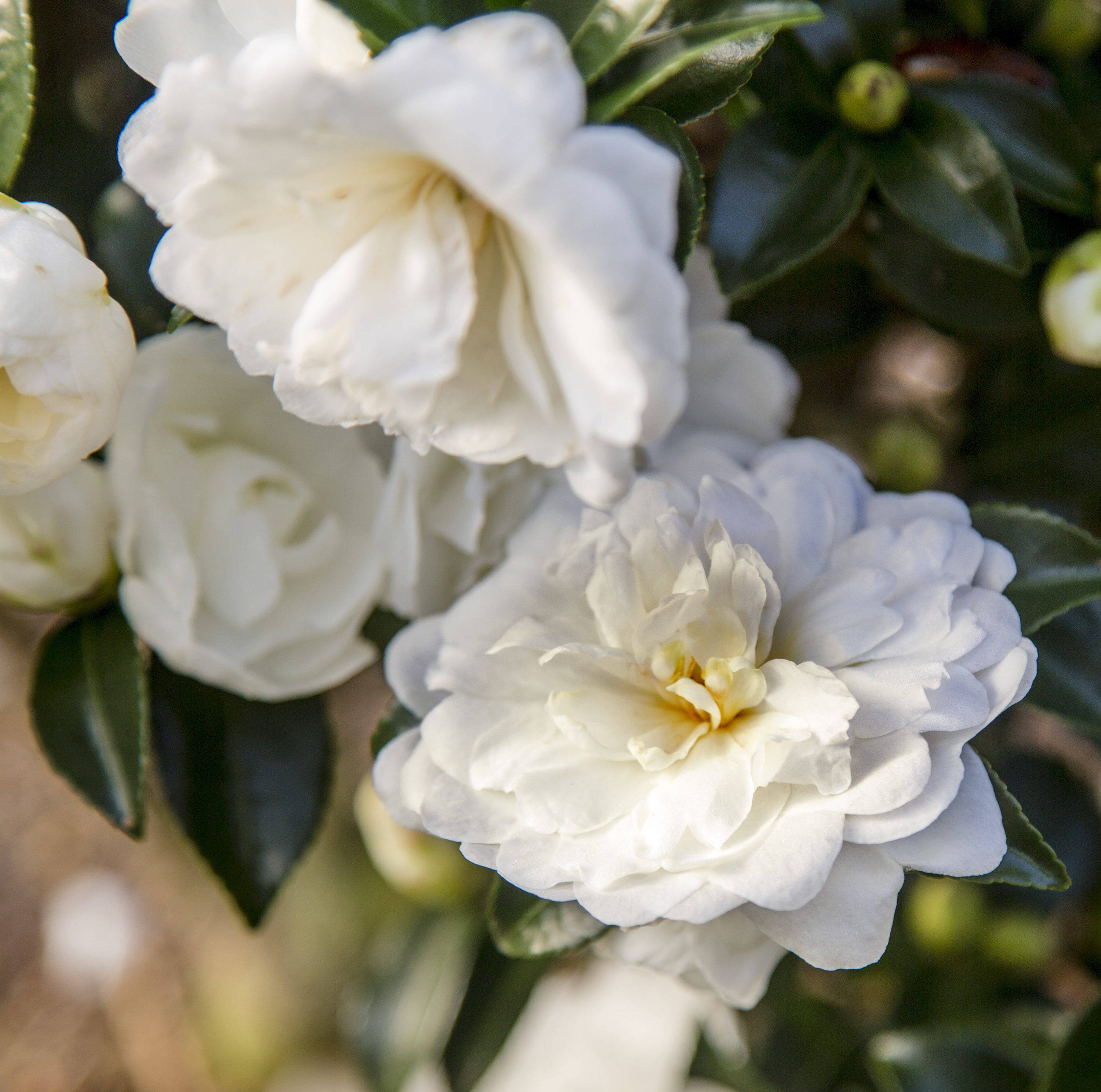 Lowe's NURSERY October Magic#174 Bride#8482 Camellia Flowering Shrub in 2.00 -Gallon Pot with White Blooms