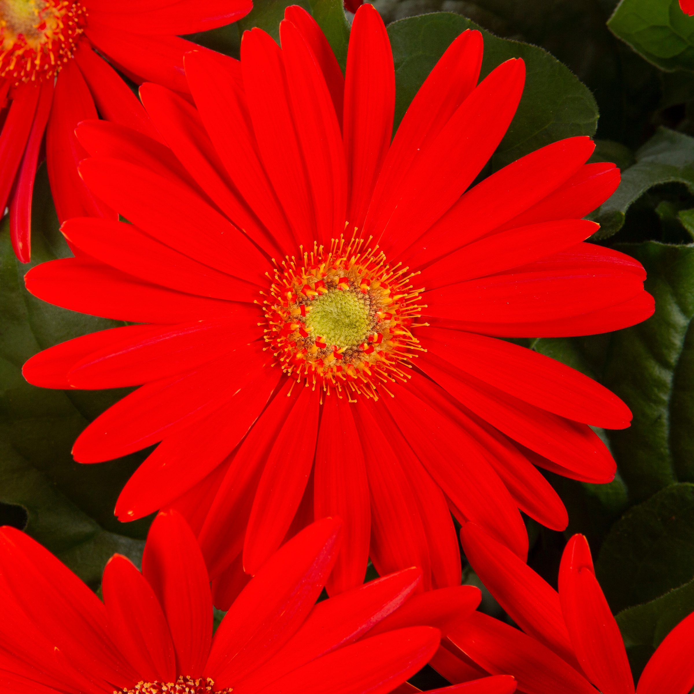 Lowe's 211416 annuals - View #14