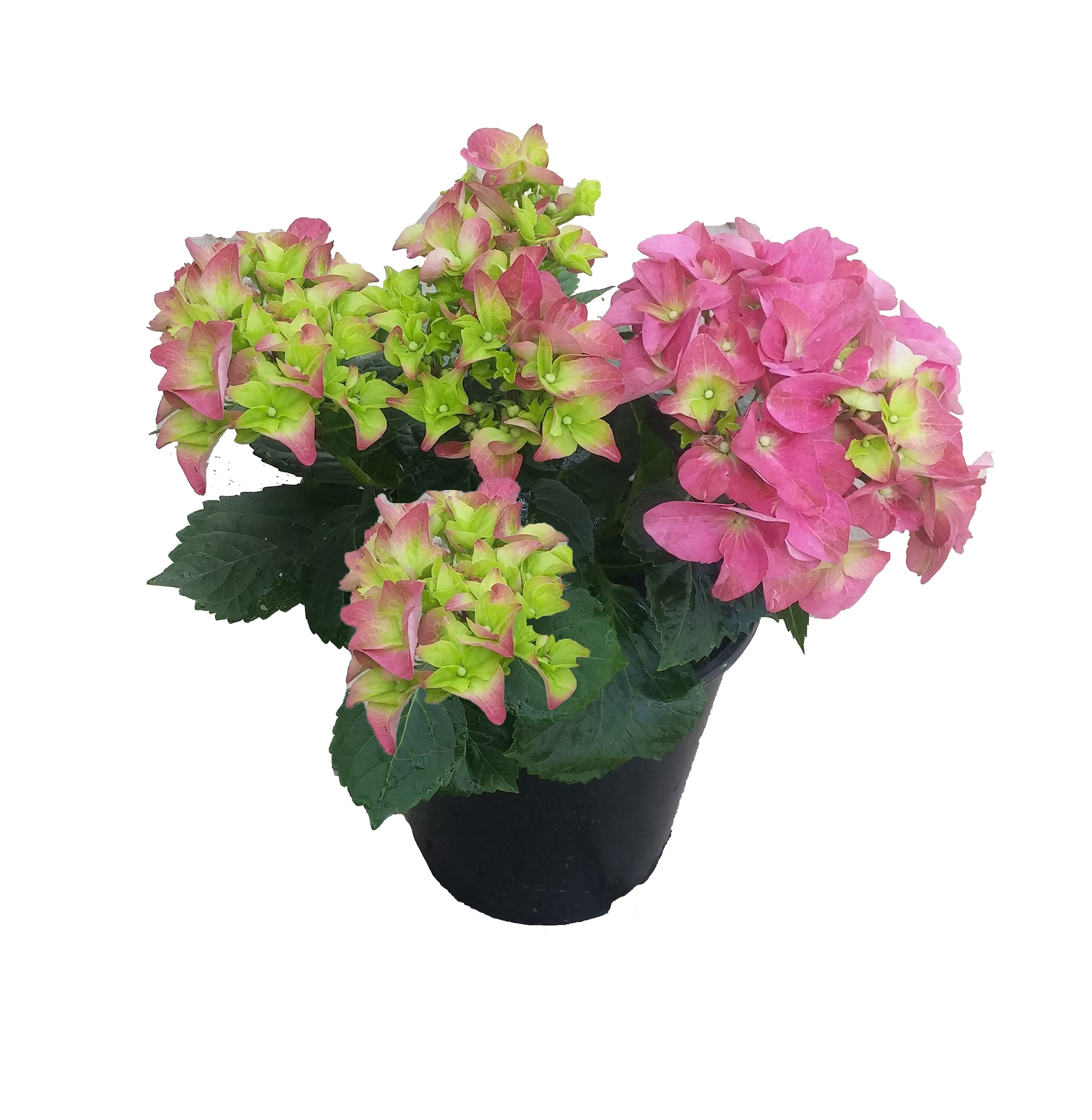  1058 Hydrangea macrophylla 'Early Rosa' Pink Flowering Shrub in 2.5 -Quart Pot 1 -Pack with Pink Blooms