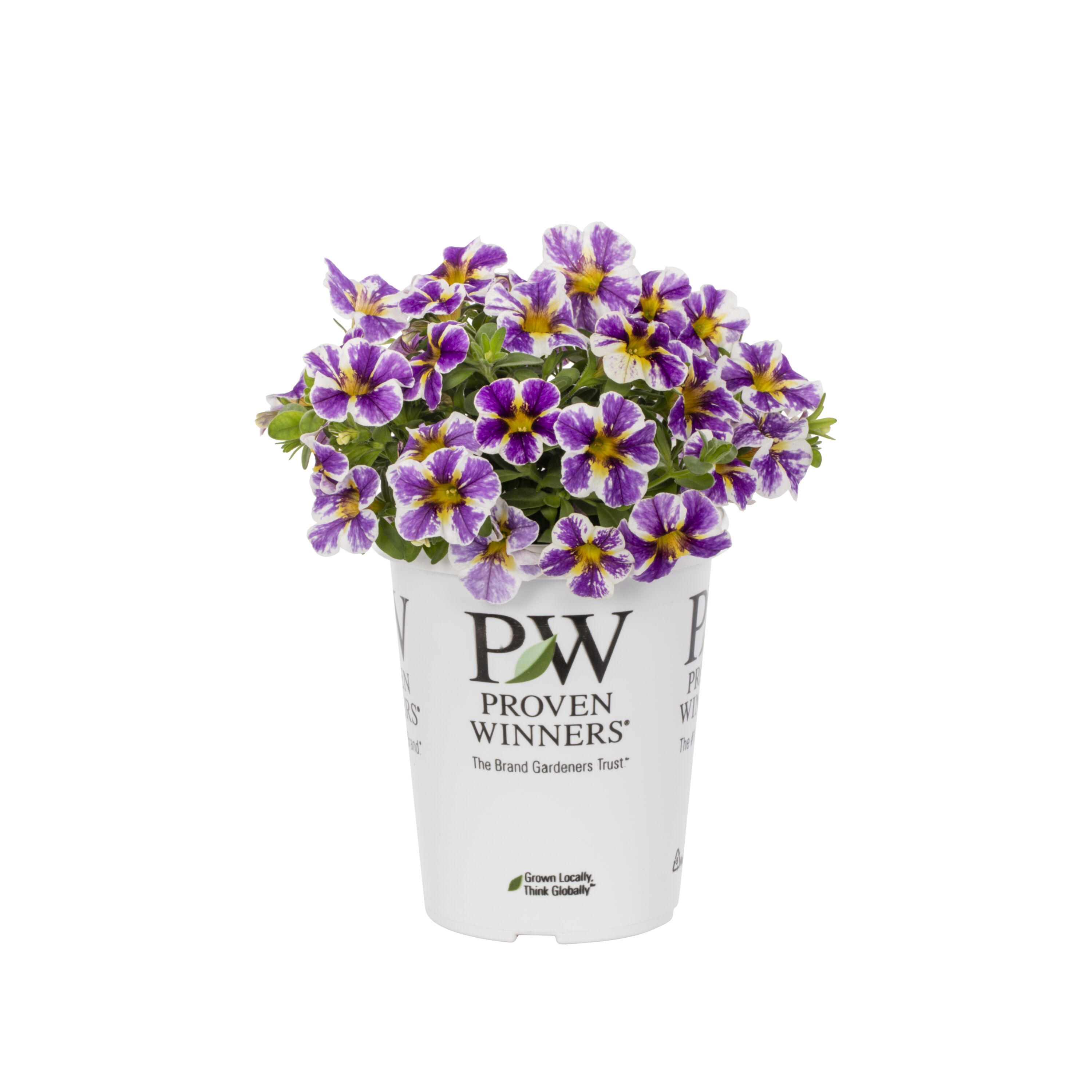 Proven Winners 4788 annuals - View #5