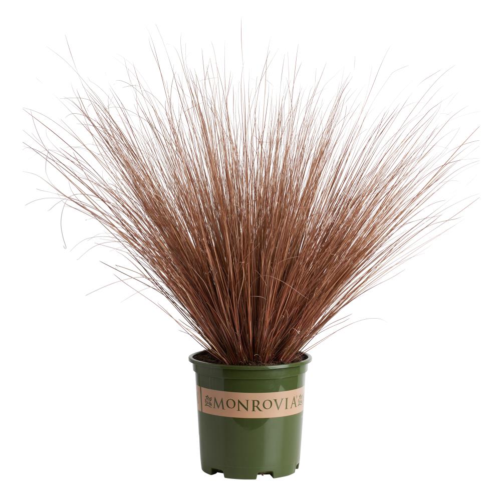 Monrovia 022581 Fox Red Curly Sedge Plant in 3 -Quart Pot 1.0 -Pack