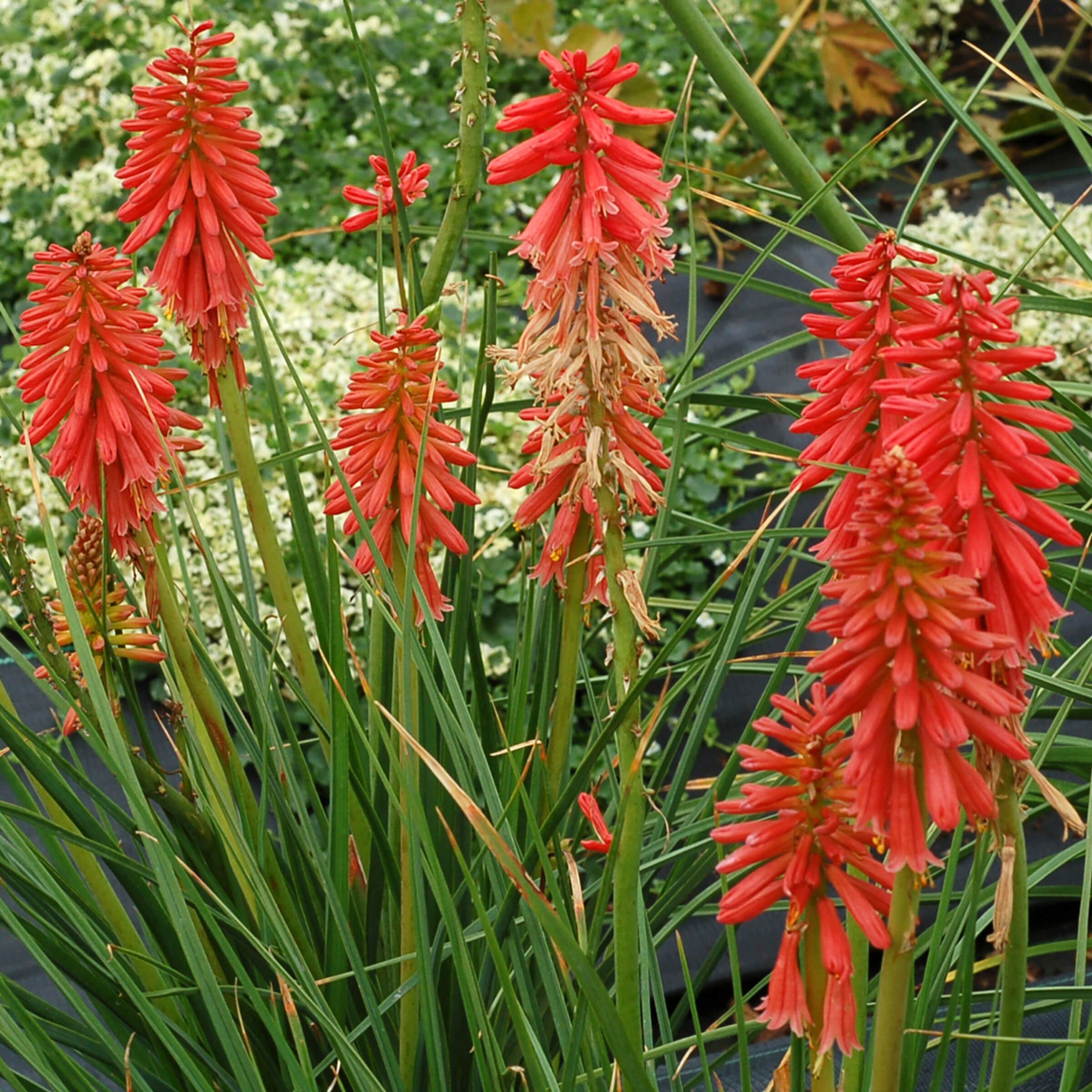 Lowe's NURSERY perennials - View #3