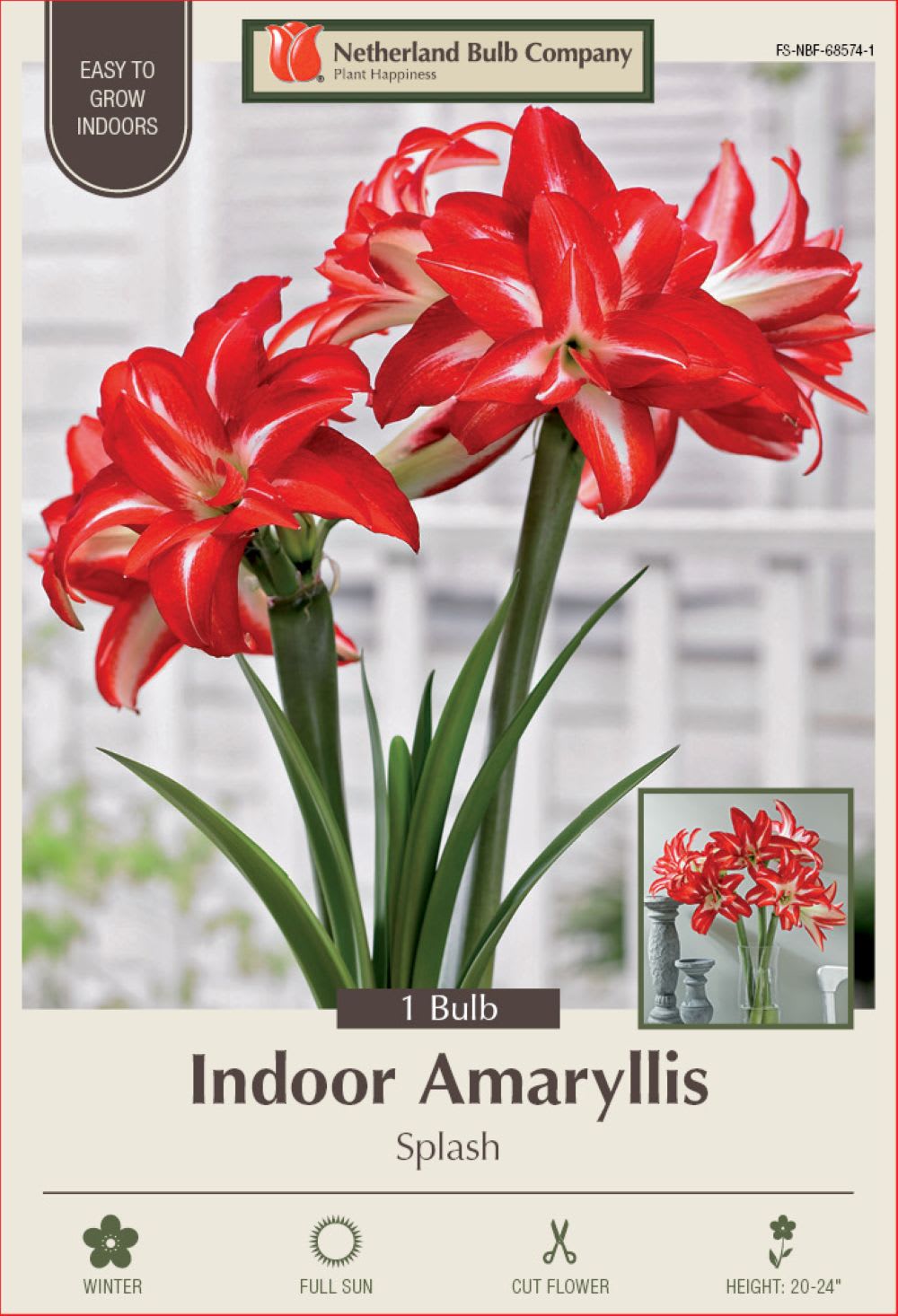 Hirt's Gardens 840344231100 Splash Amaryllis Bulb - EXOTIC - Large Bulb -34 cm Bulb