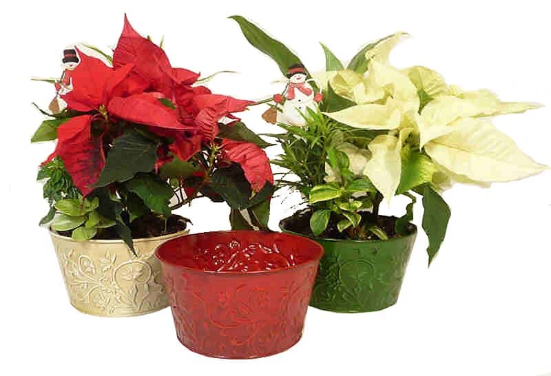  NURSERY Red Kalanchoe House Plant