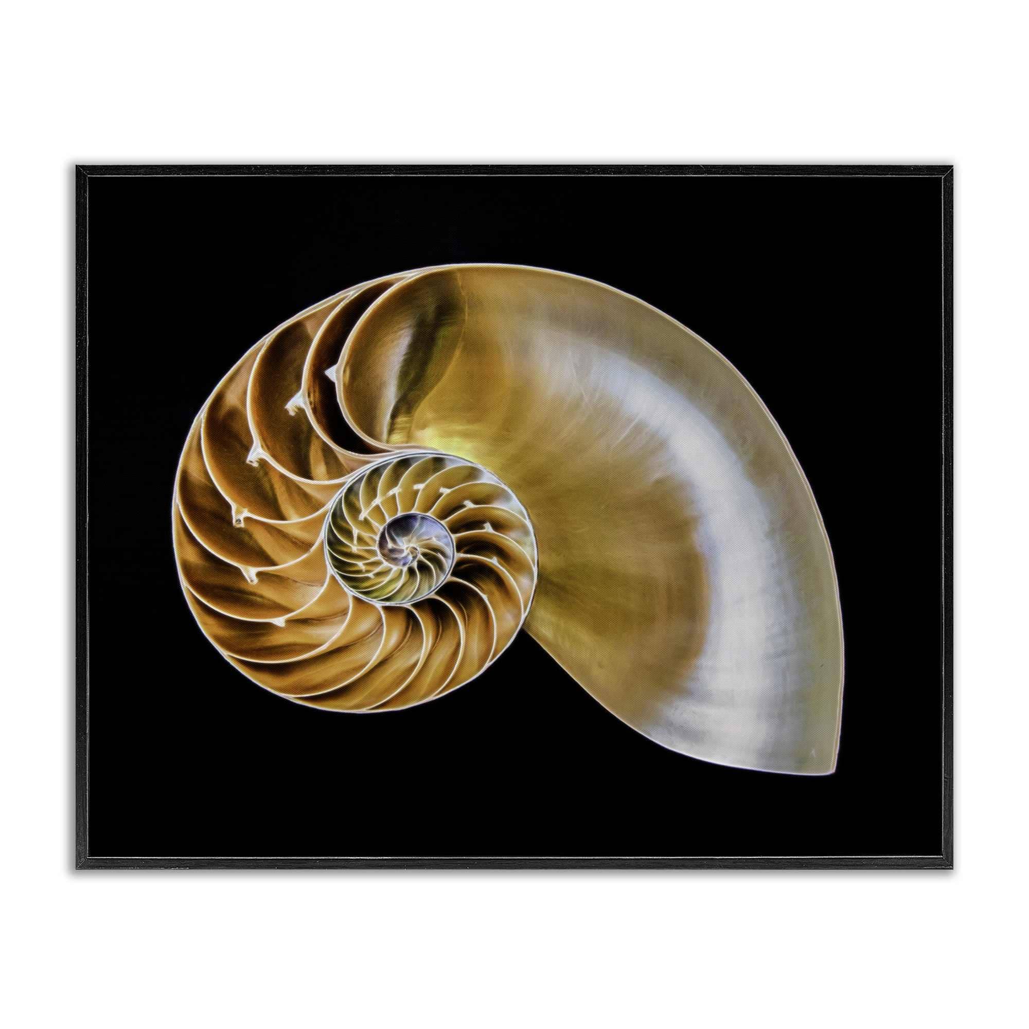 Stupell Industries BT-351-FR-16X20 Tan Nautilus Shell on Black Black Framed Giclee Art By Mary Lou Johnson 20 x 16