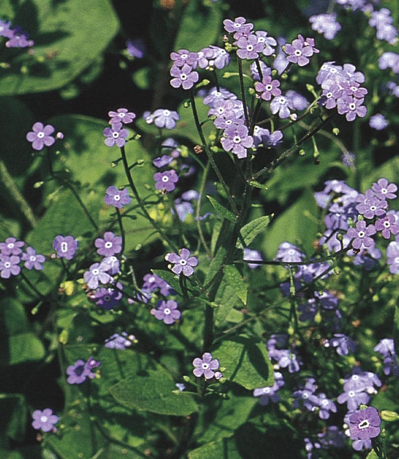 Lowe's N/A Blue Siberian Bugloss Plant in 1.5 -Gallon Pot