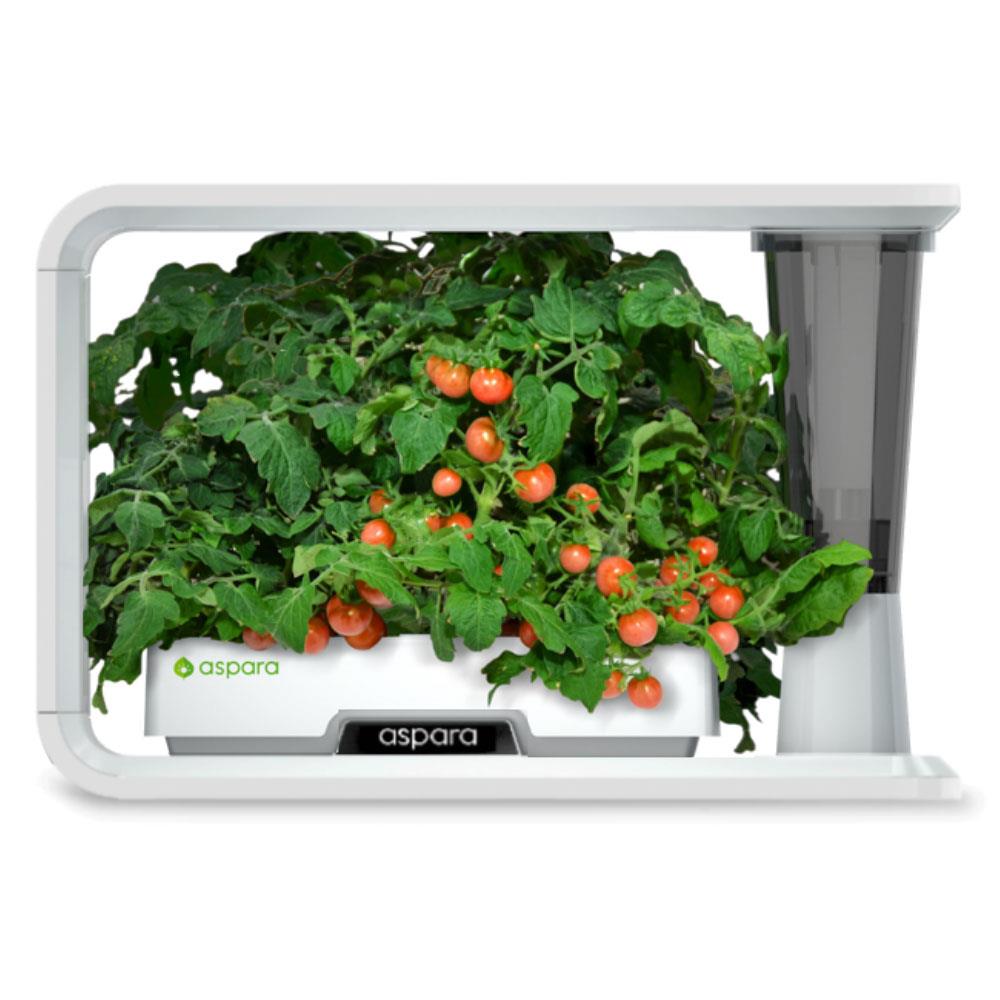 aspara KTC0001 Vegetable-Herb-Seeds - View #3