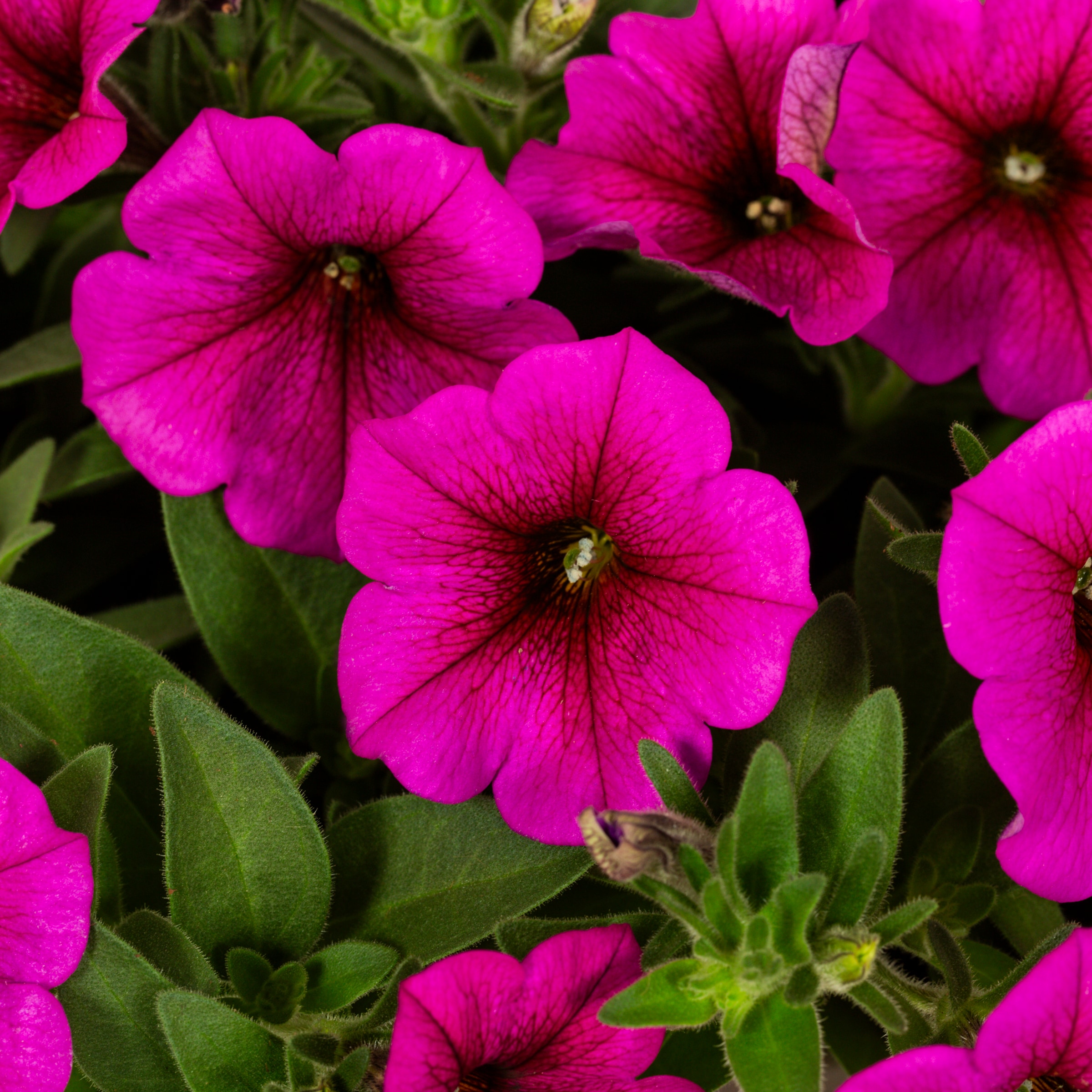Metrolina Greenhouses 4726 annuals - View #2