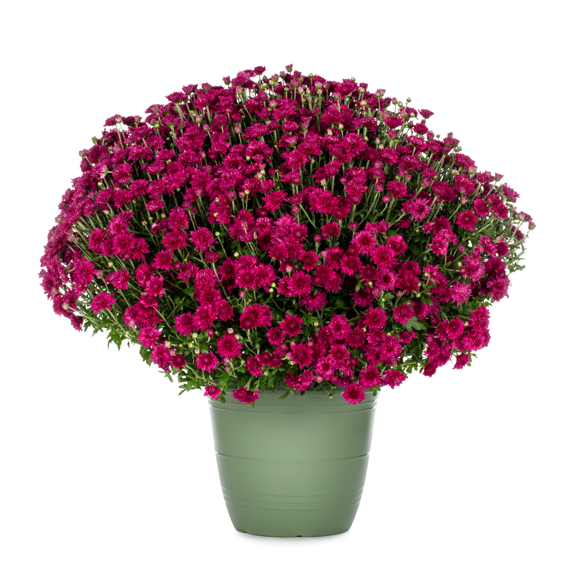 Lowe's NURSERY Purple Mum in 1.75-Gallon Planter