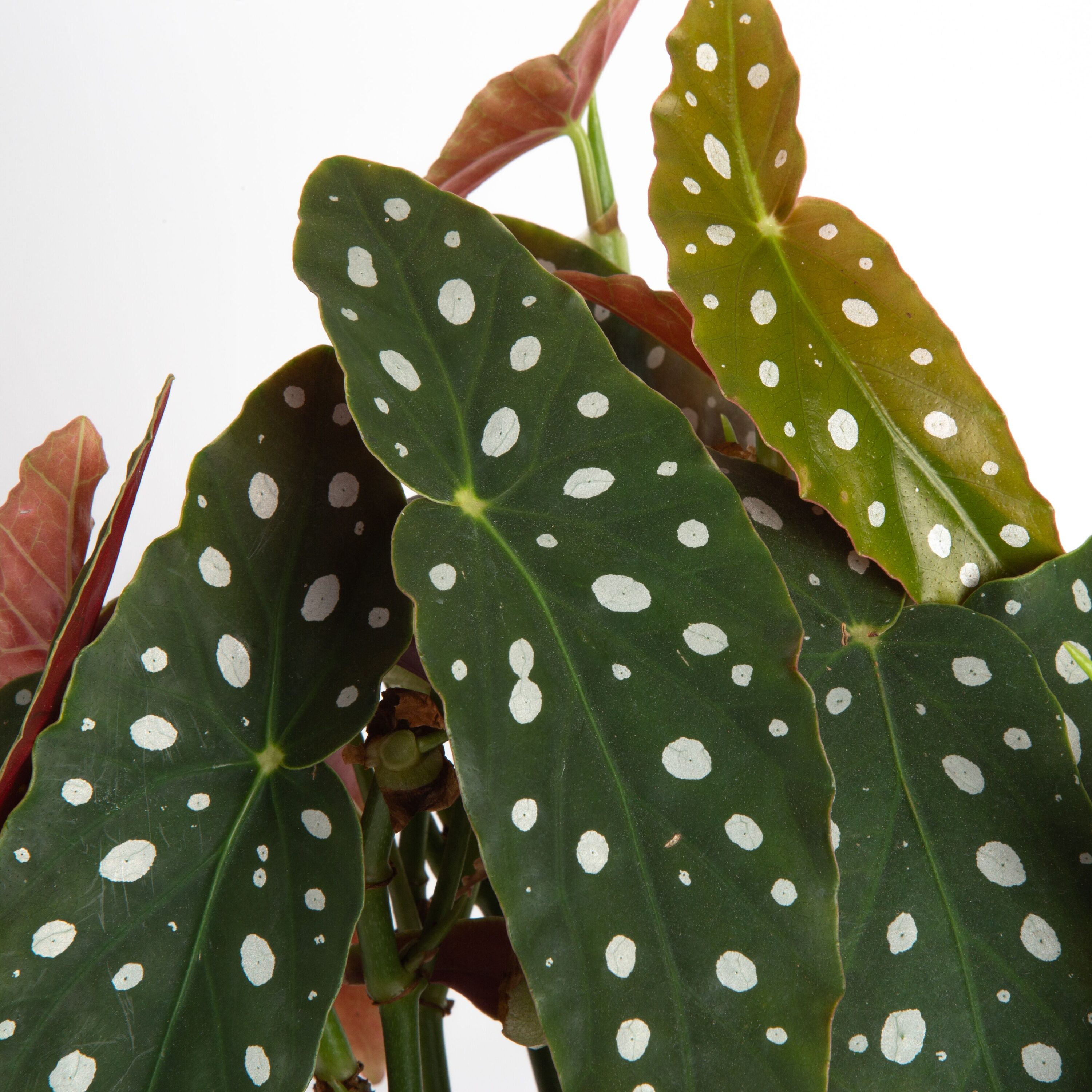 Costa Farms Trending Tropicals Begonia Maculata House Plant in 6-in Pot ...