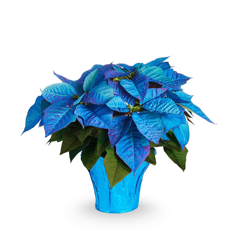 Blu Cloth Holiday Poinsettia Set 2 - Kreatelier