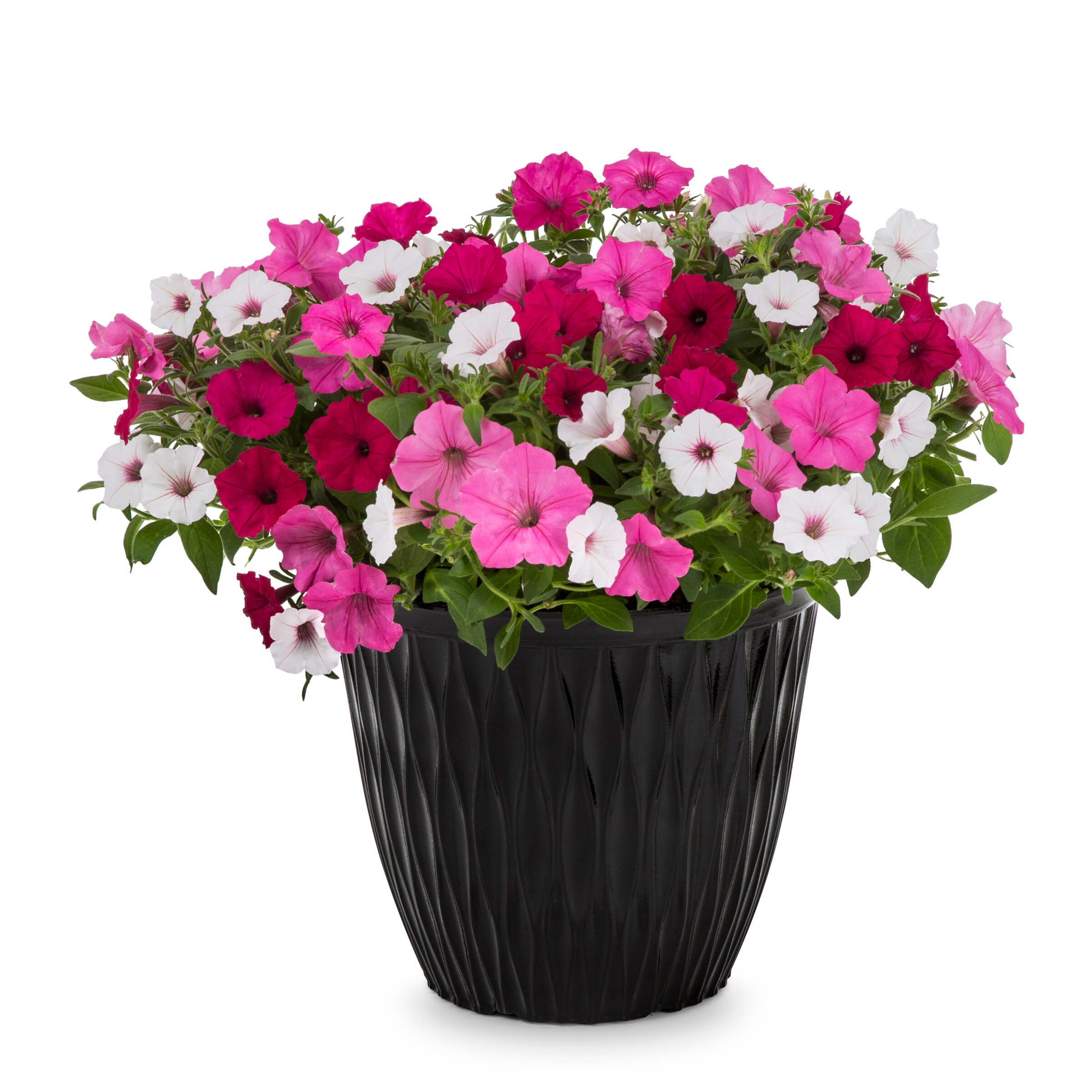 Lowe's NURSERY annuals - View #3