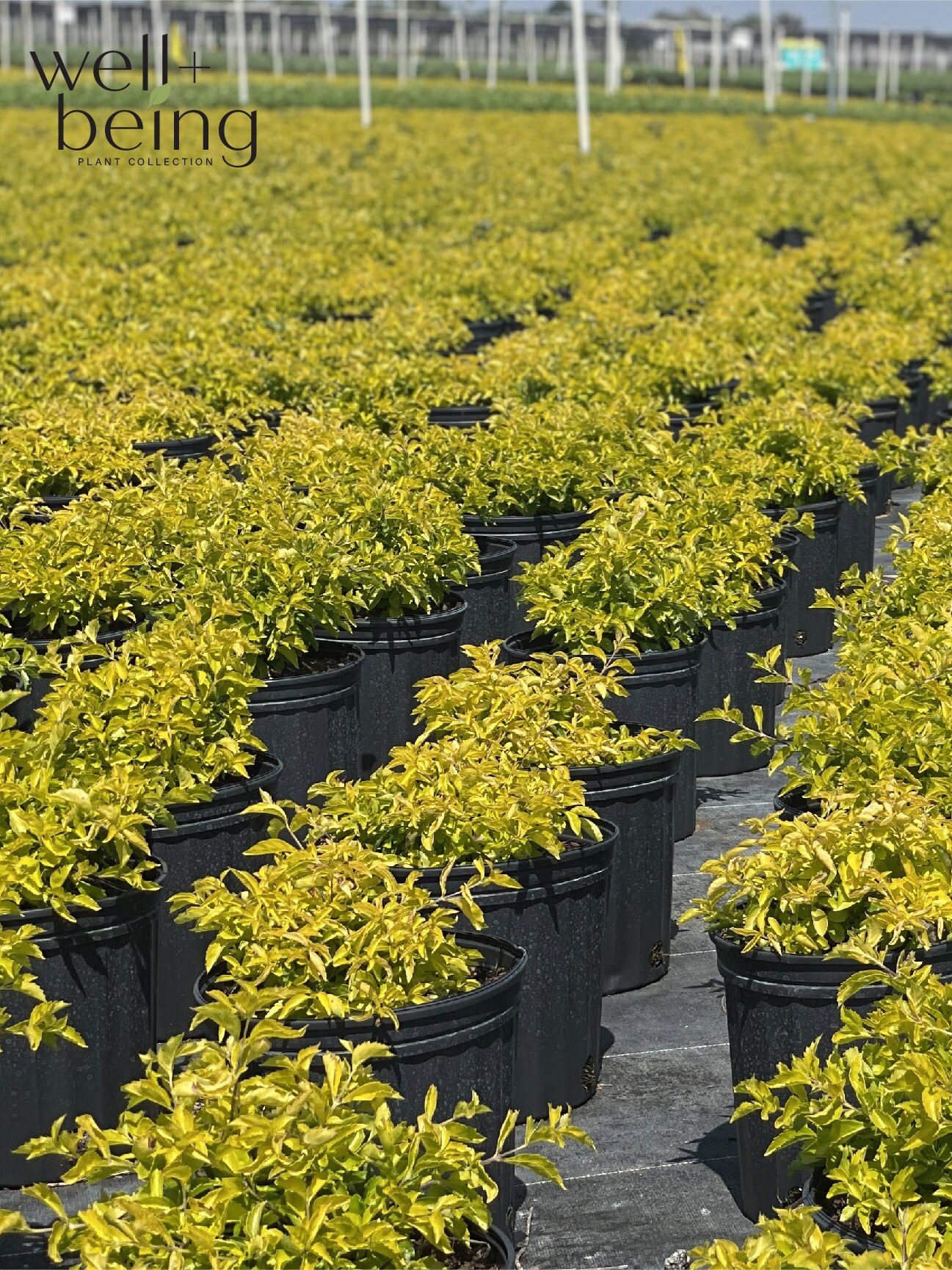  3818 shrubs - View #4
