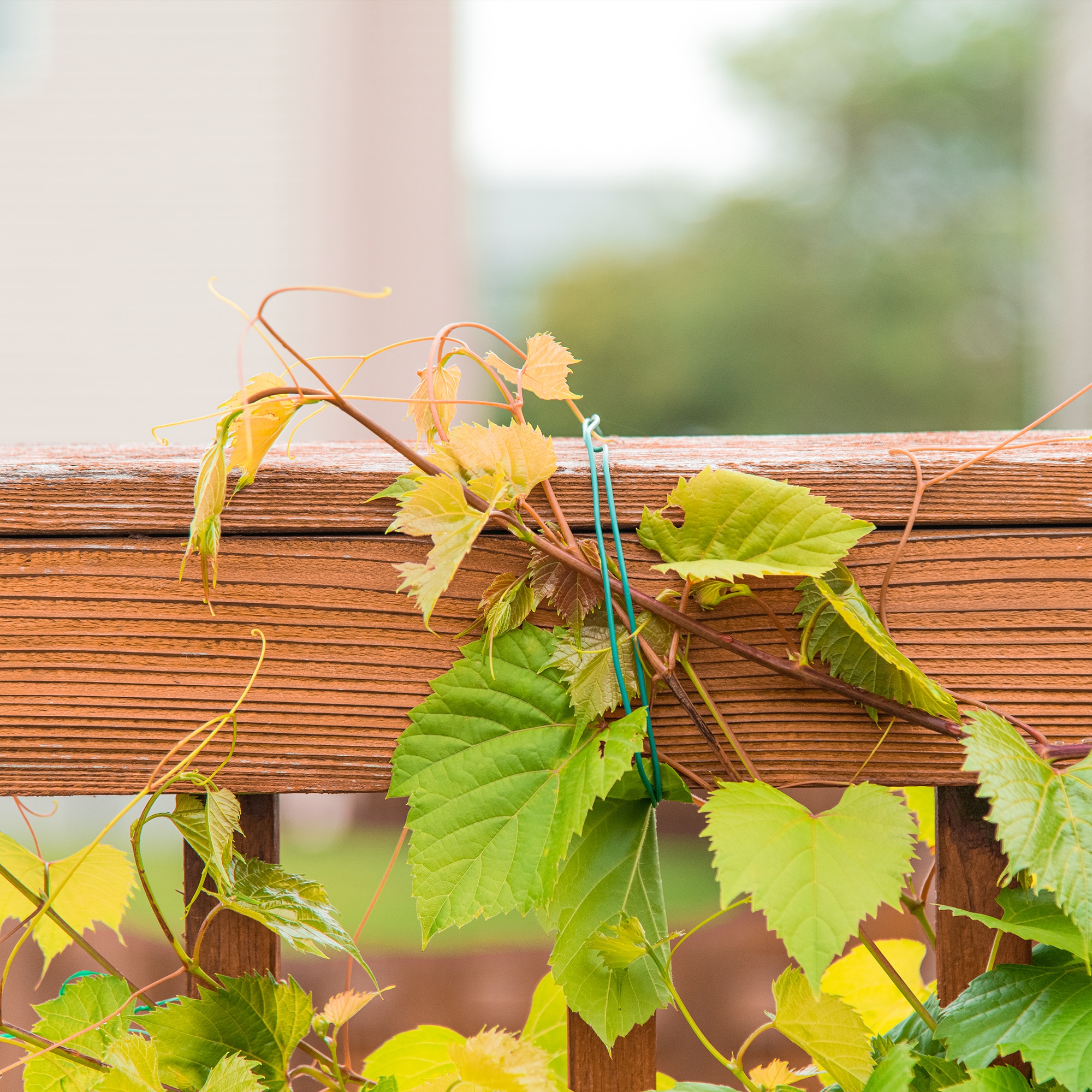 Gardener's Blue Ribbon 1800-in Plant Ties in the Plant Ties department at