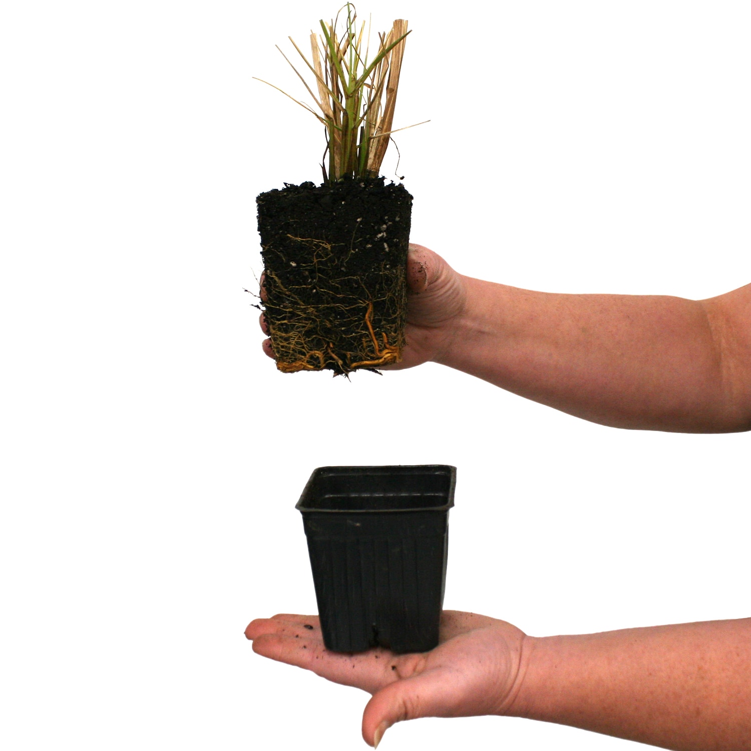 Van Zyverden 84592 Plant-Bulbs - View #4