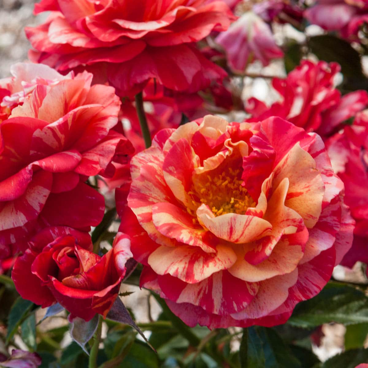 Spring Hill Nurseries 86091 roses - View #3