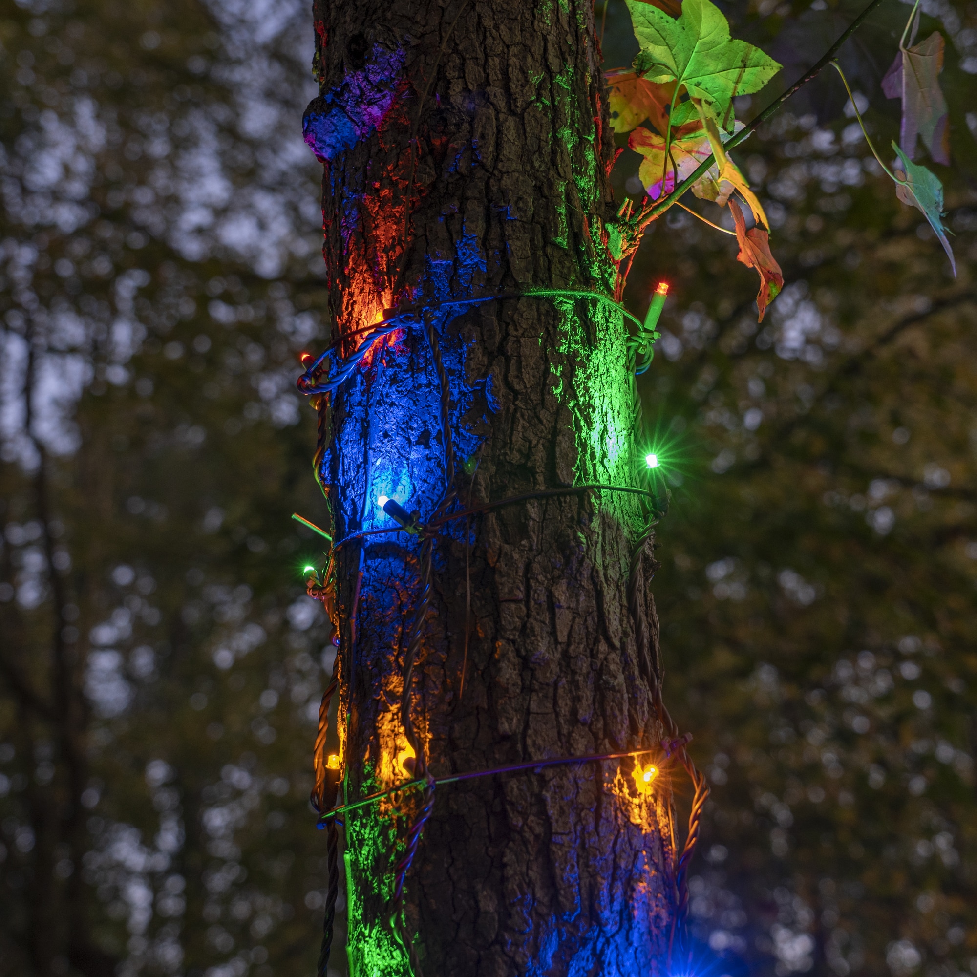 Wintergreen Lighting 81239 Christmas-Net-Lights - View #5