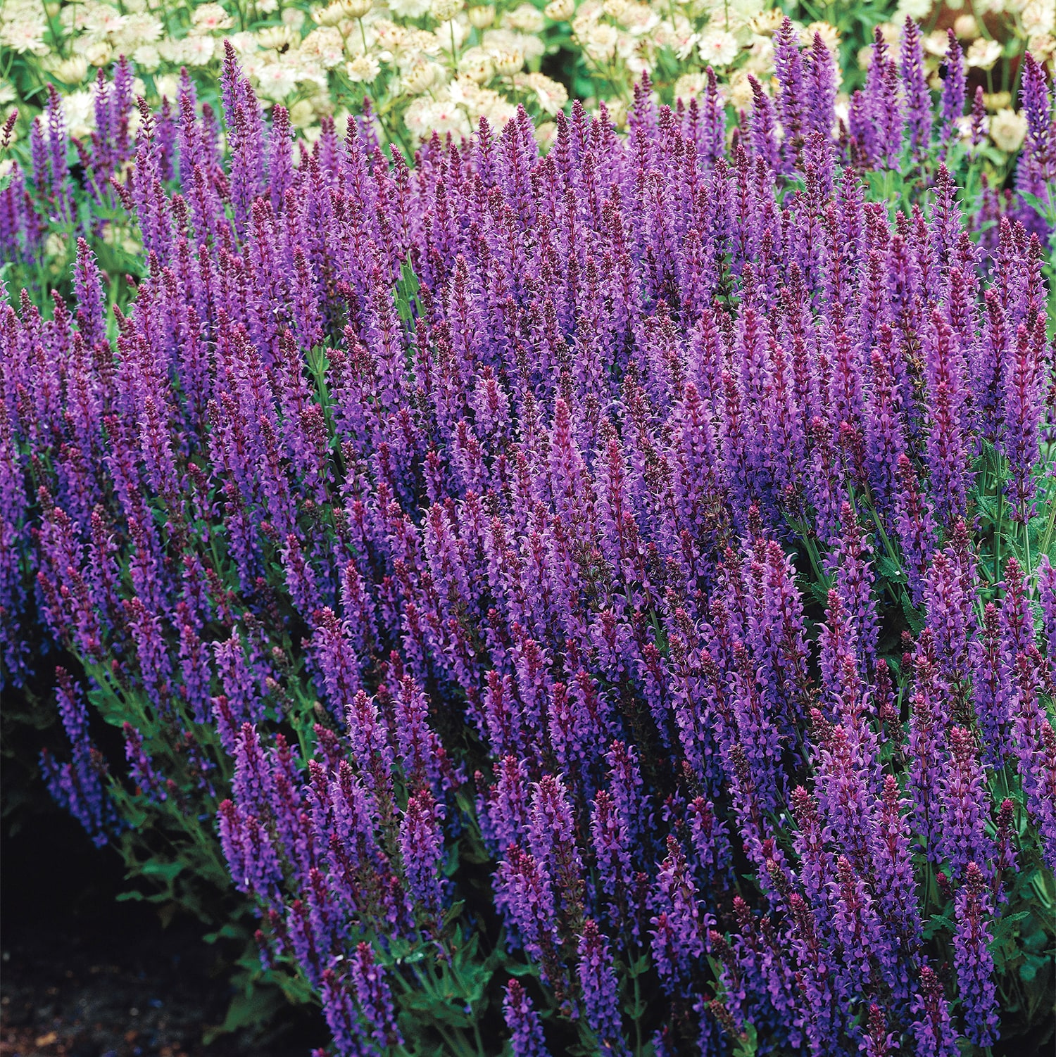 May Night Salvia Plants, Bulbs & Seeds at Lowes.com