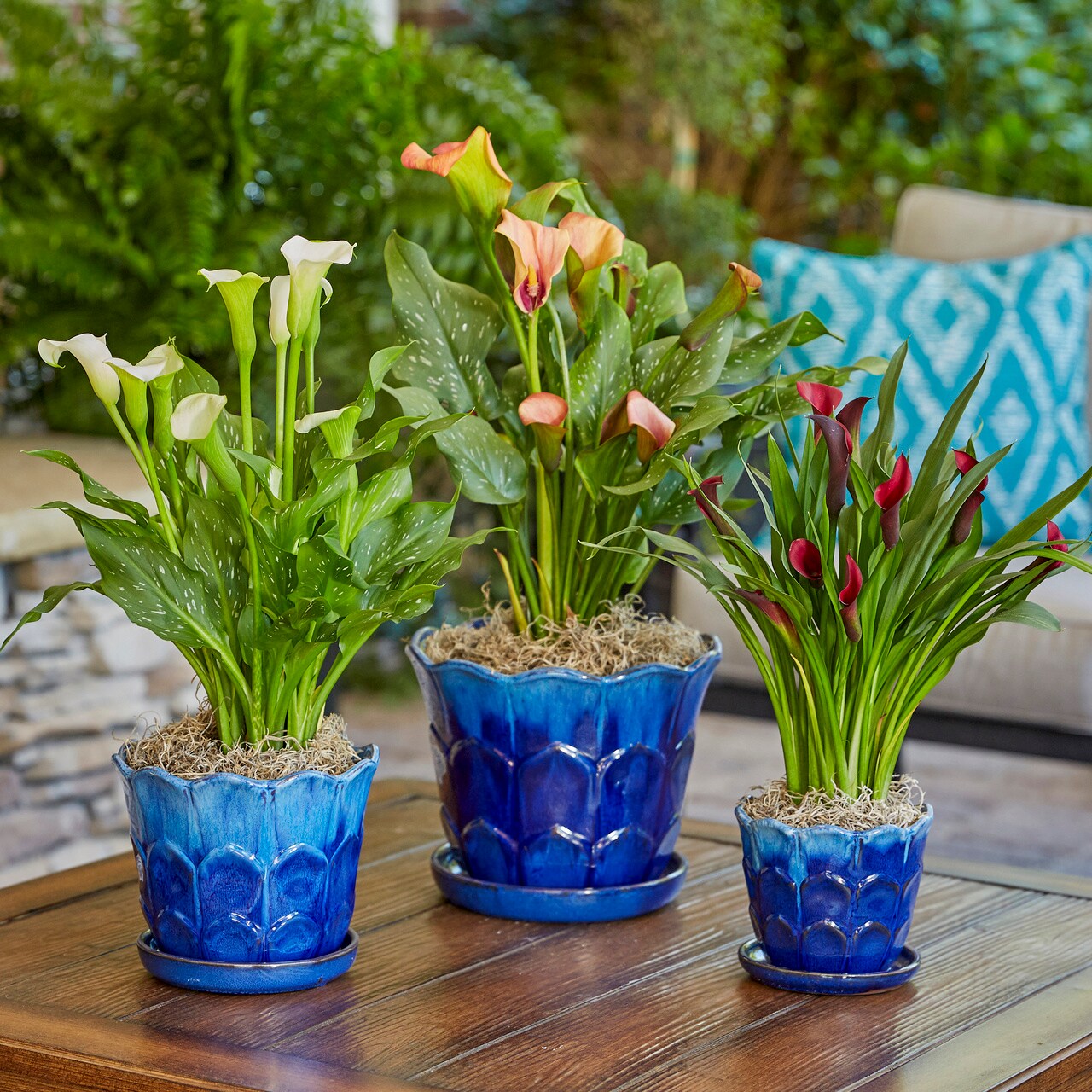Monrovia 4972 perennials - View #5