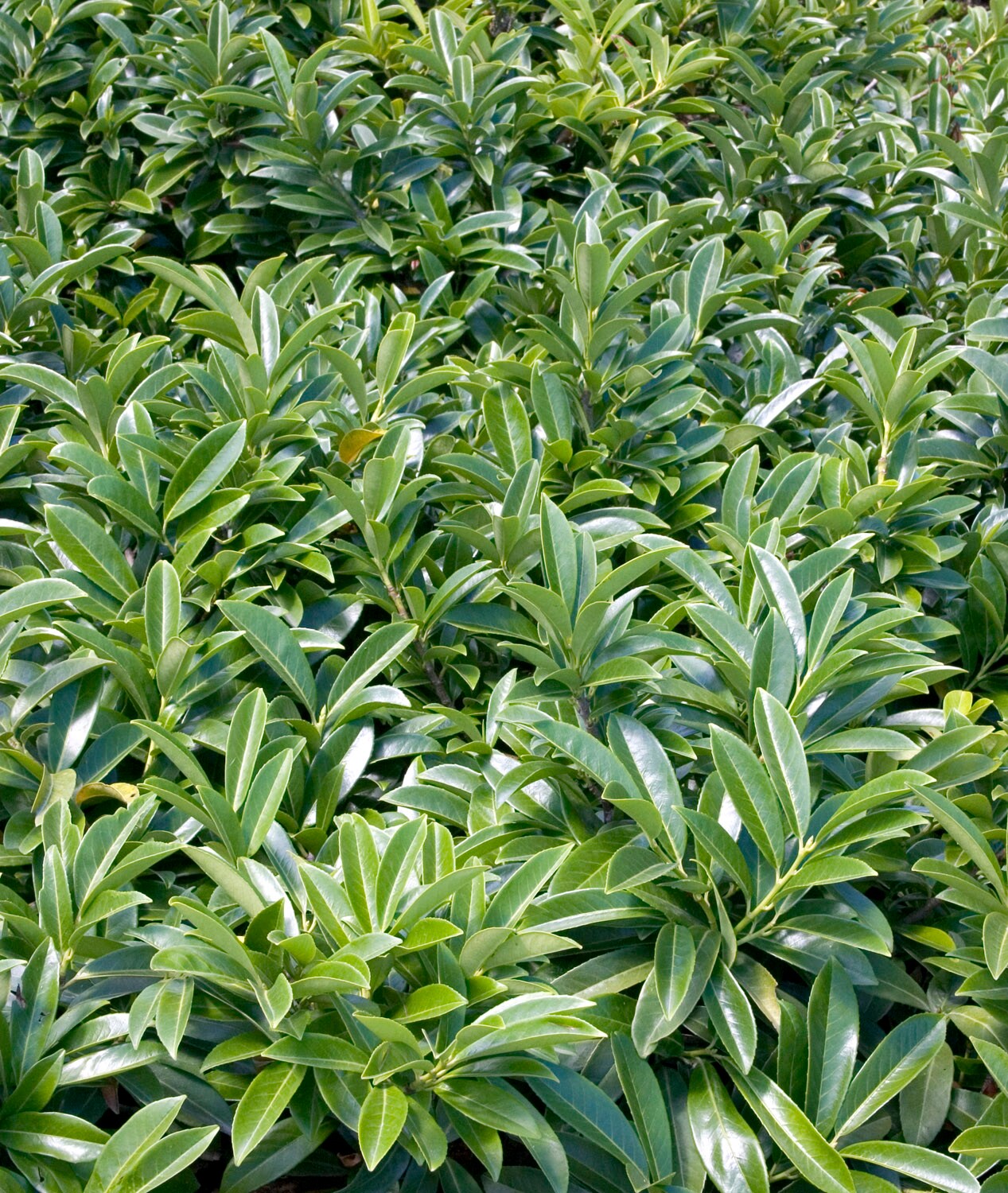 Monrovia 067102 shrubs - View #2