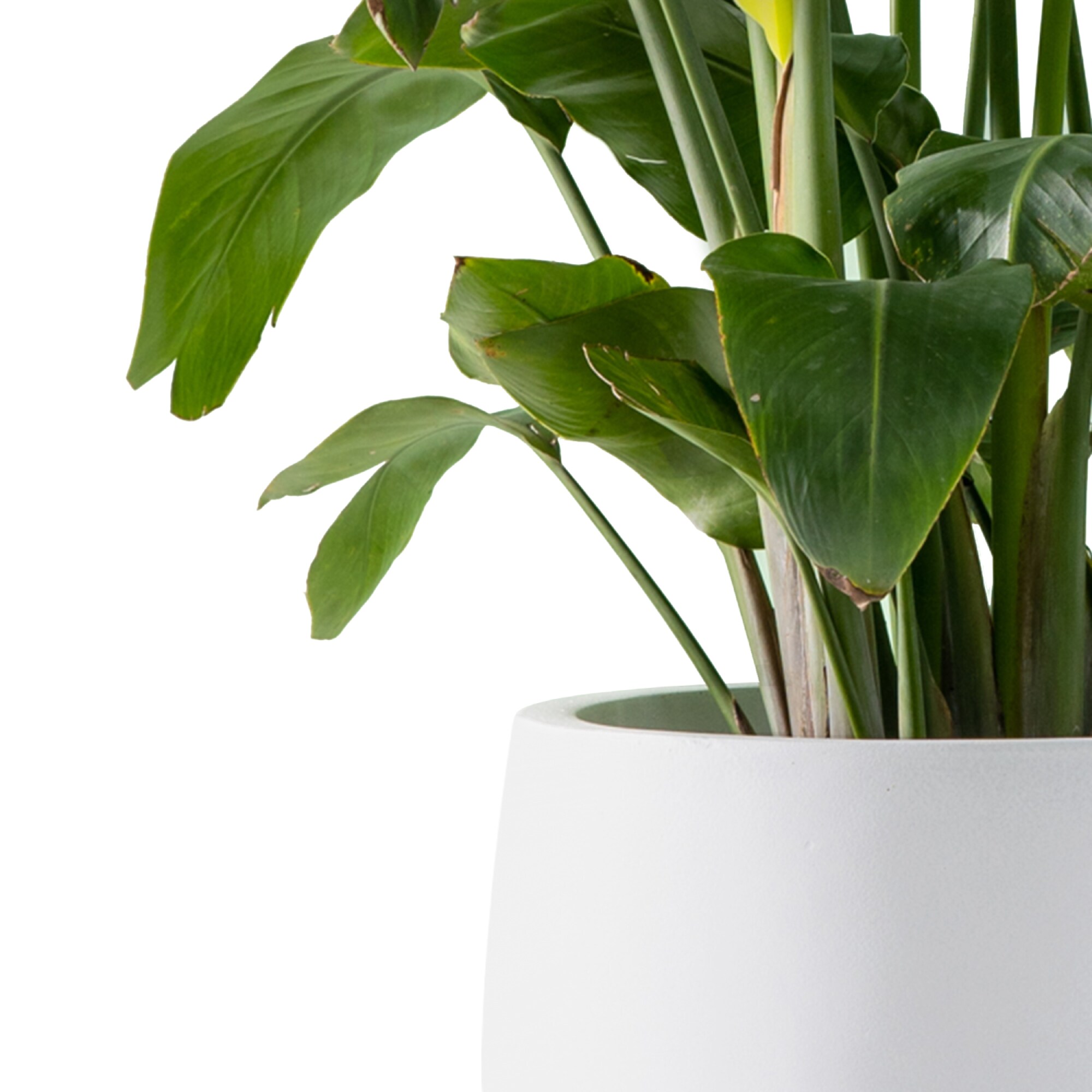 PLANTARA PA051C-8011 Planter-Window-Box - View #6