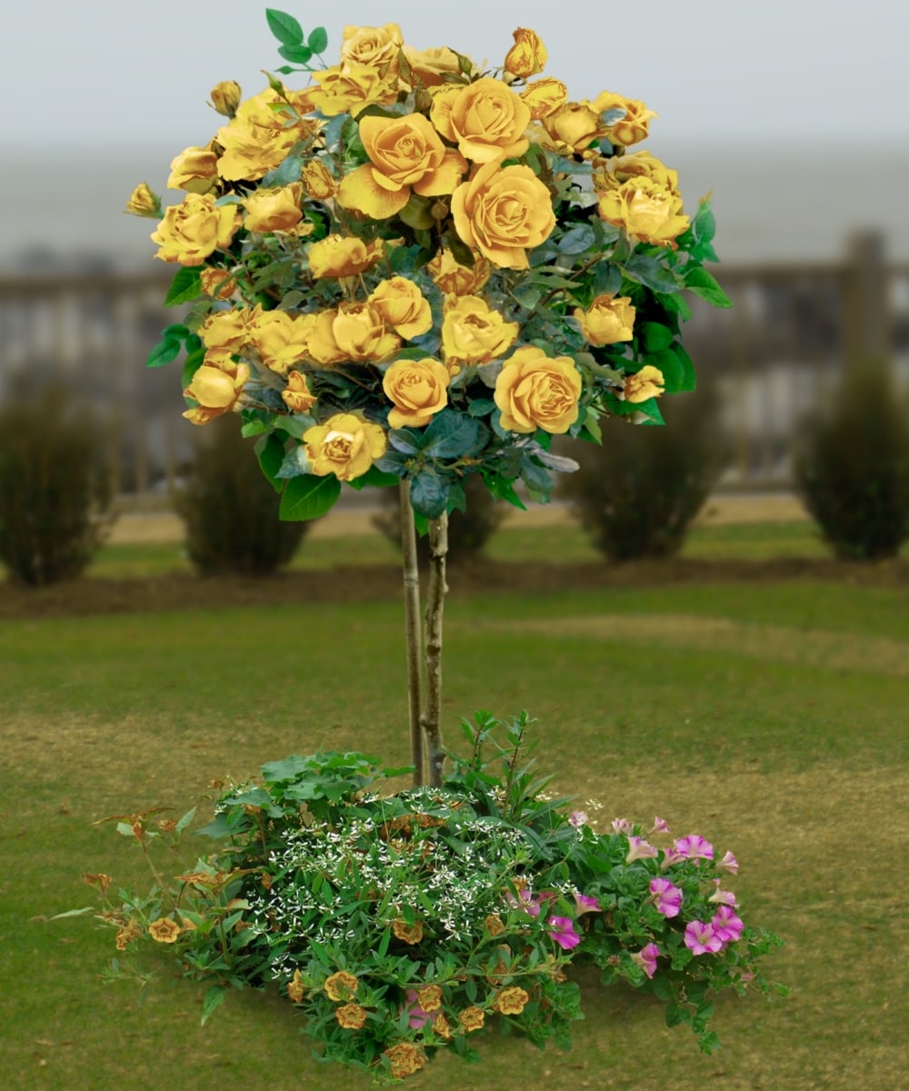 National Plant Network LW1356 roses - View #4
