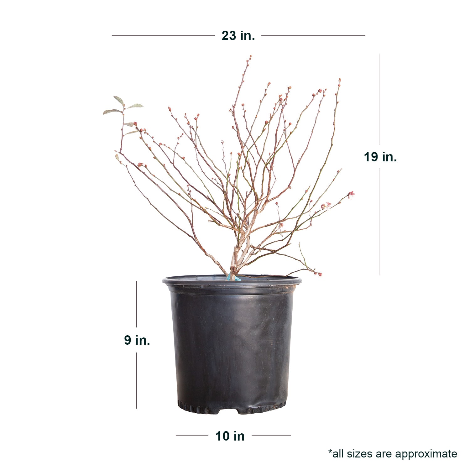 Flowerwood 56723FL-1 shrubs - View #4