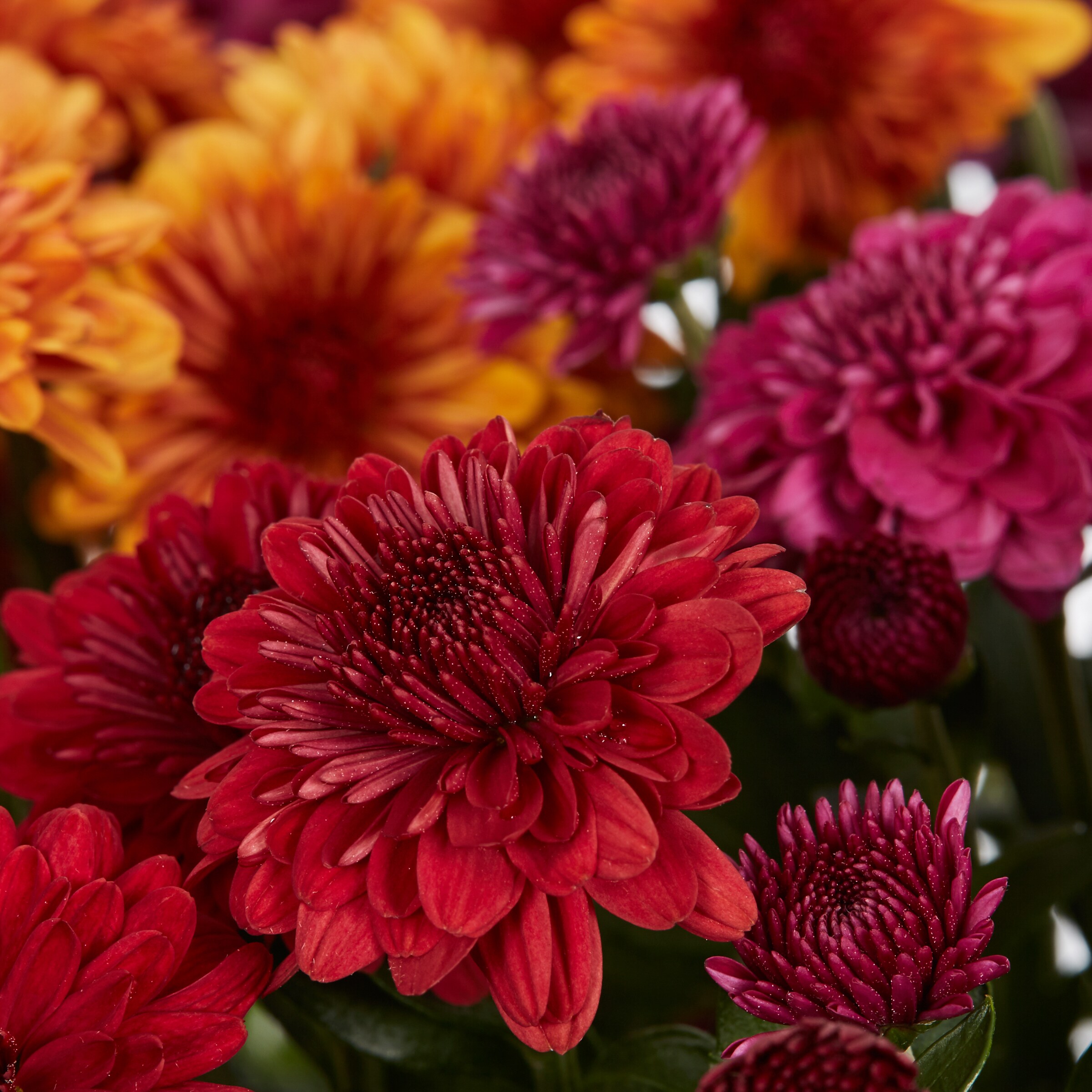 Lowe's 782015 annuals - View #2