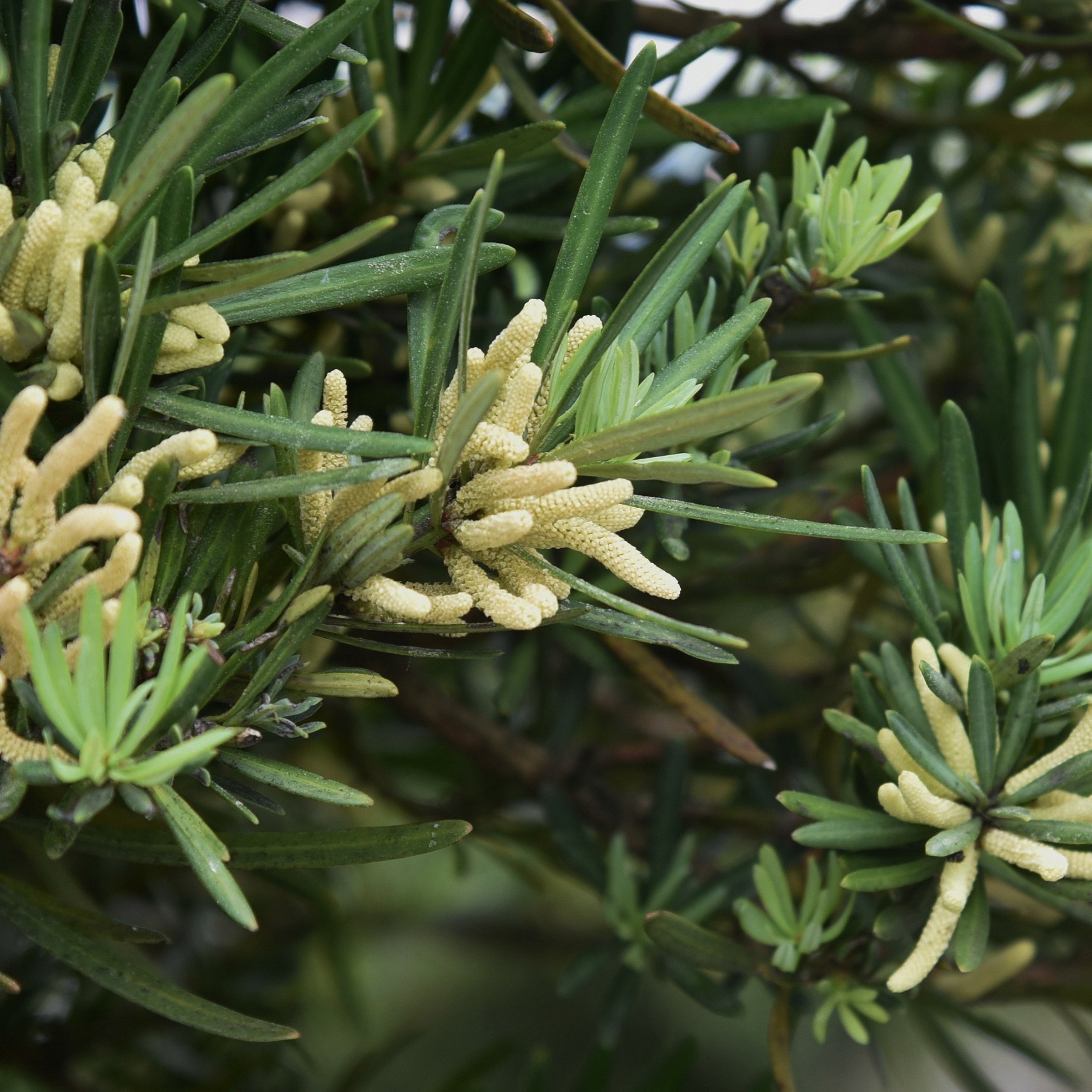 National Plant Network LW2725 shrubs - View #7