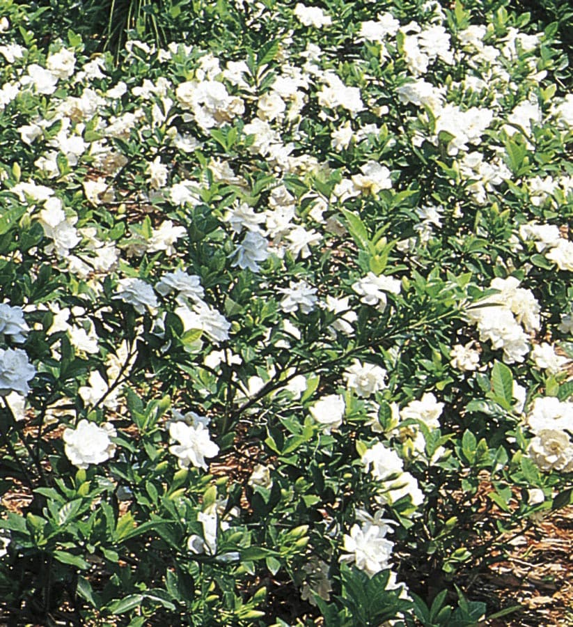 Lowe's White Gardenia Flowering Shrub In Pot (With Soil) in the Shrubs ...